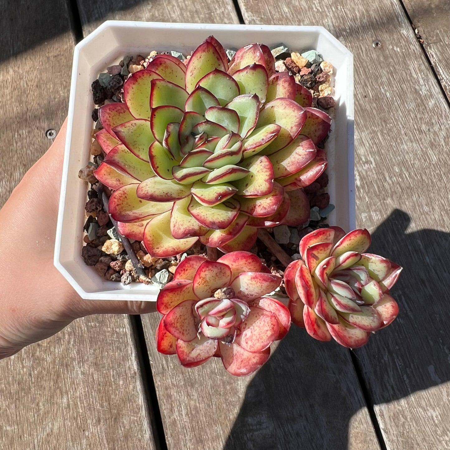 3004 墨西哥花月夜