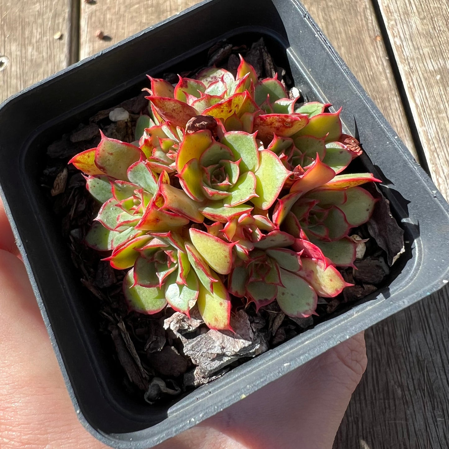 3004 Echeveria Yangjin (large clump)