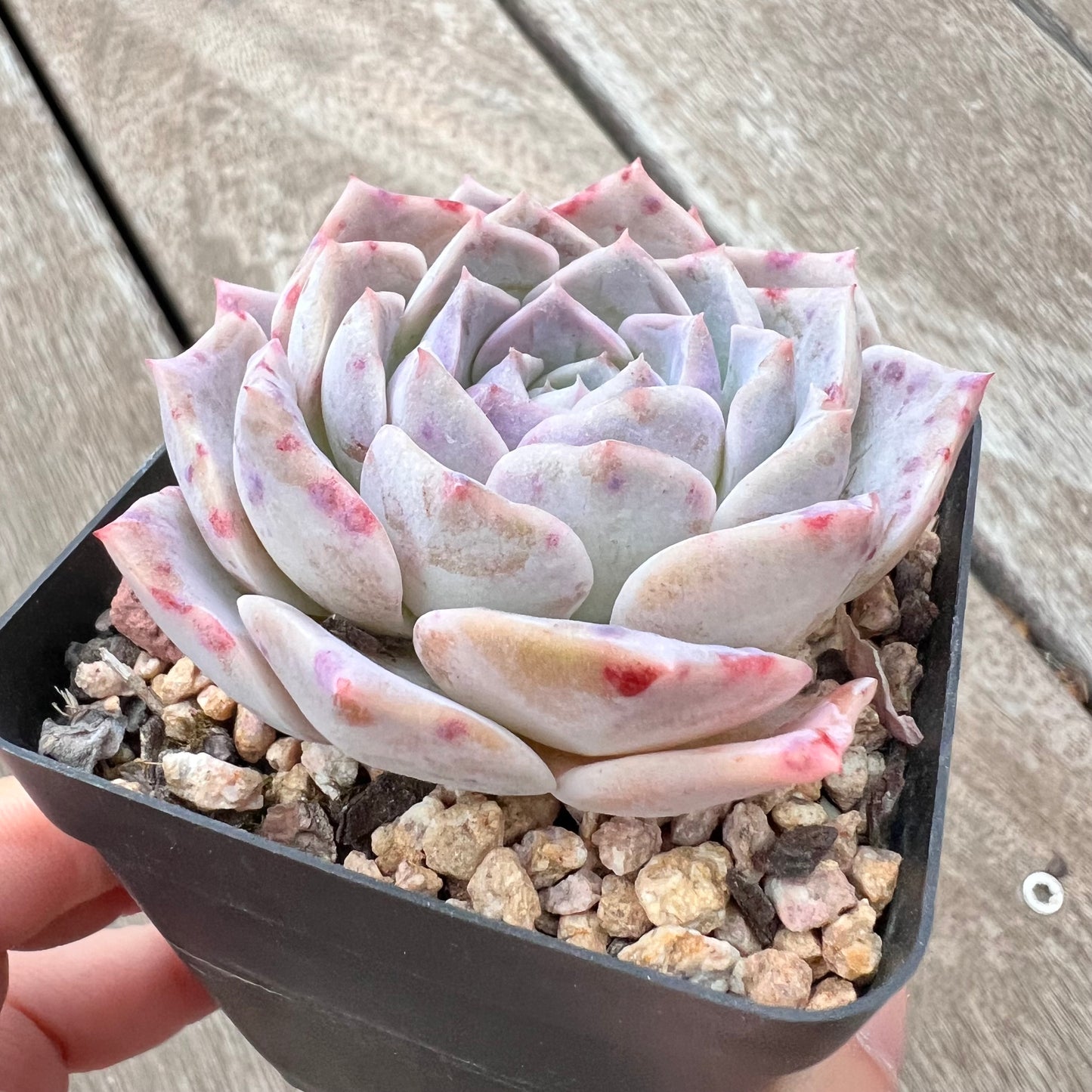3004 Echeveria 'Lumi'