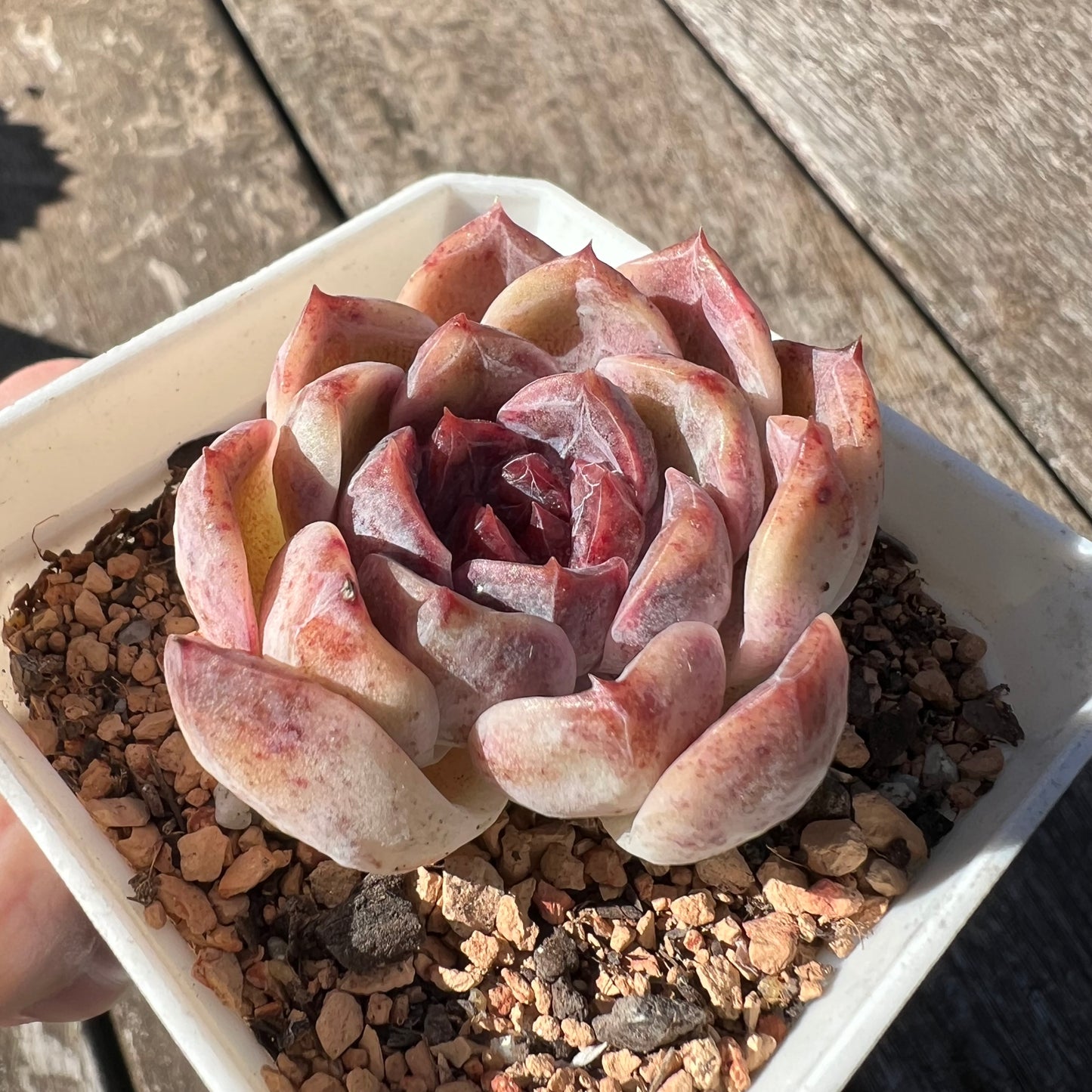 0608 巧克力慕斯