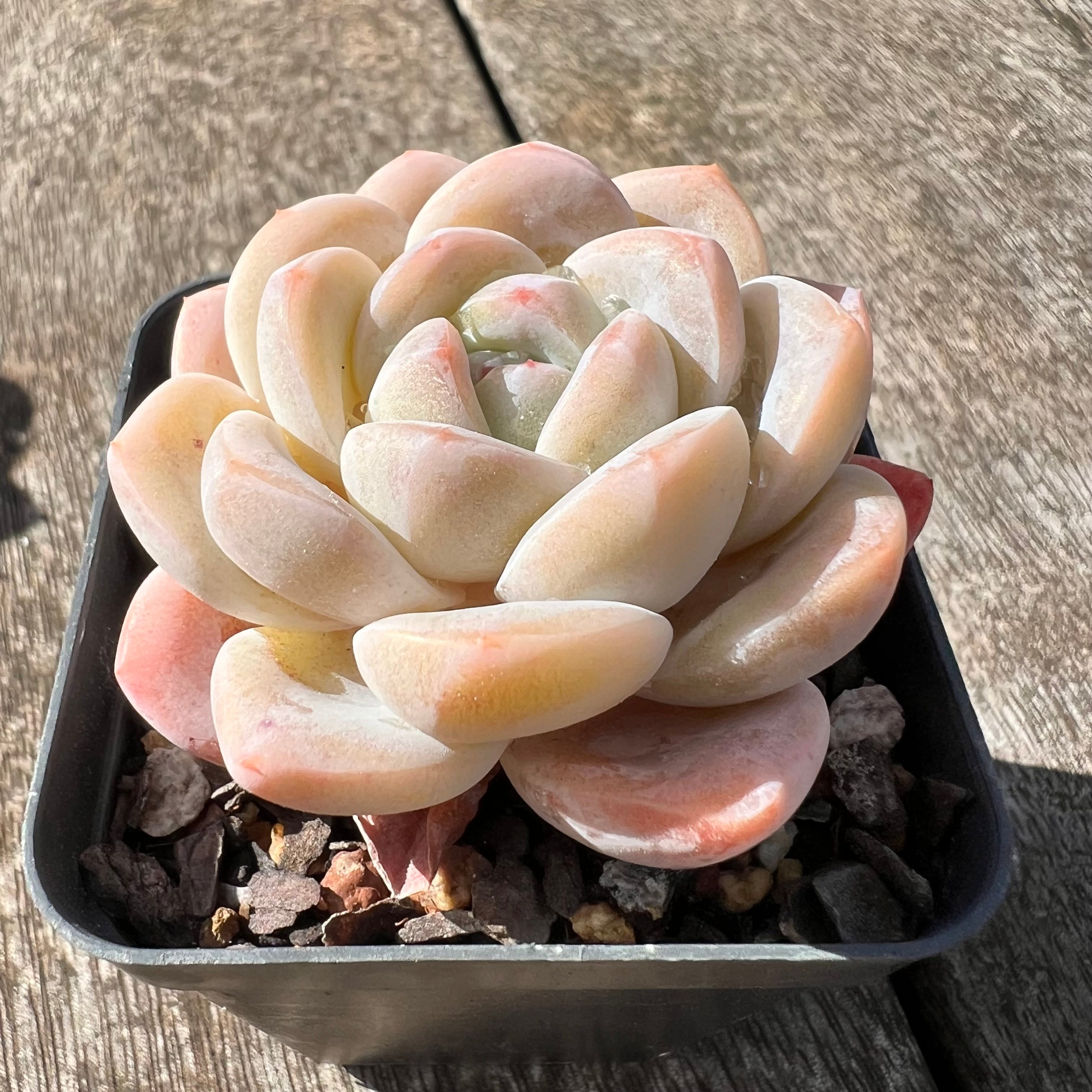 cream puff succulent is wrinkly 3007 Echeveria Cream Puff