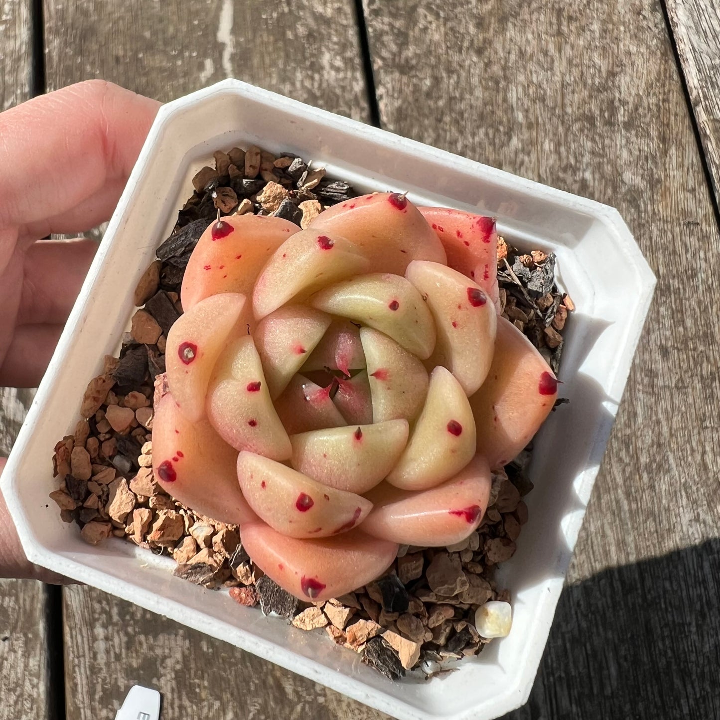 0207 麦秆 小辣椒