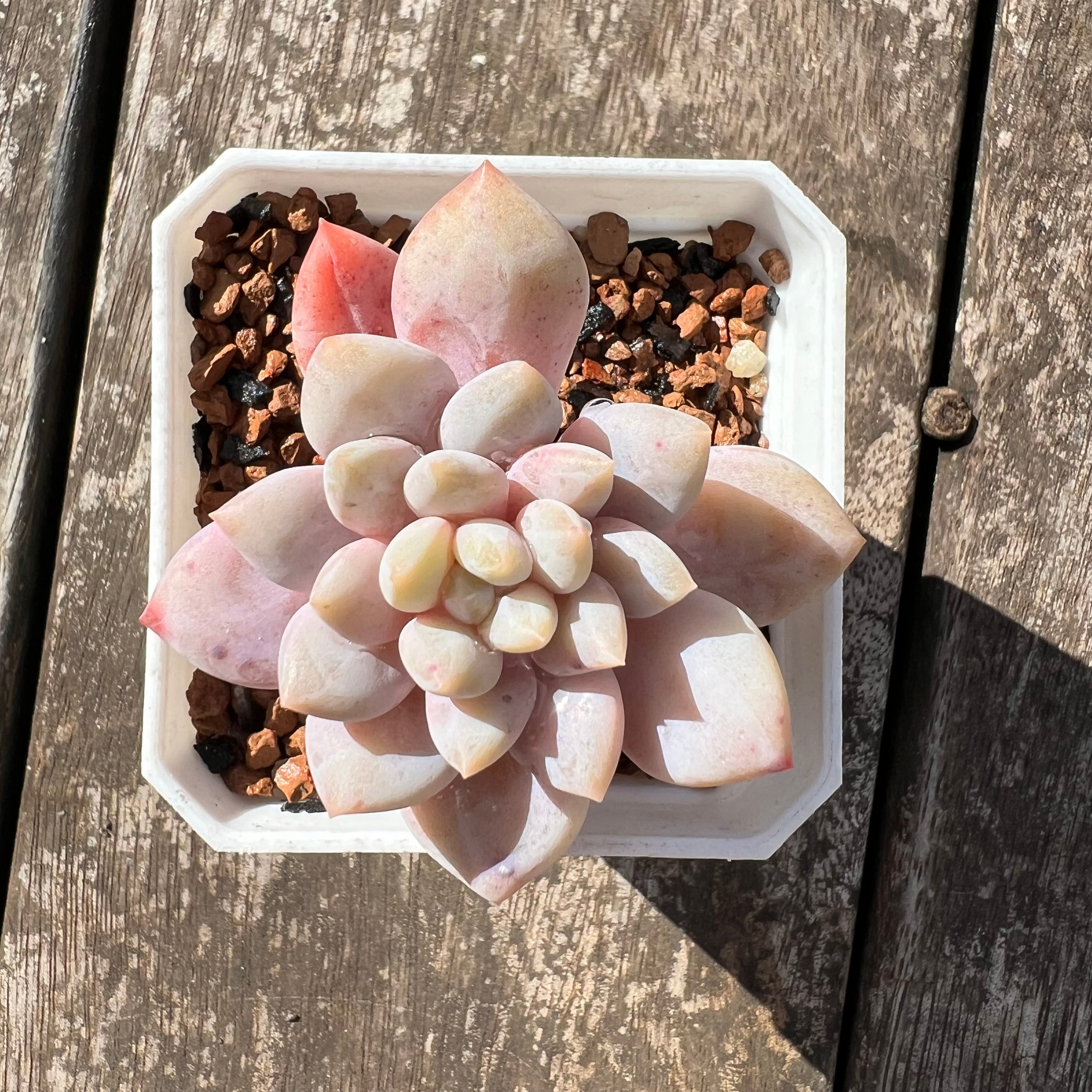 kew marble succulent 0608 Echeveria Snow Princess