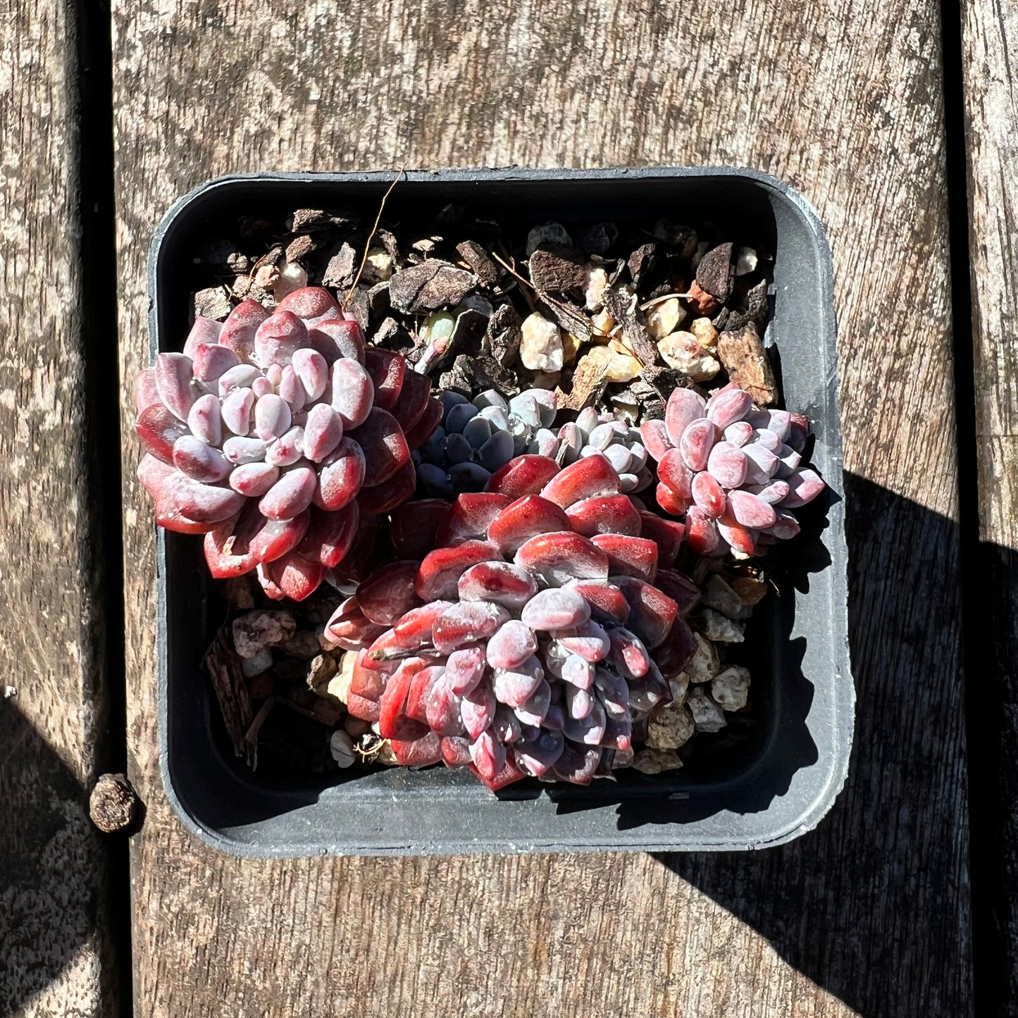 3007 Sedeveria Snow Beans (Multi)