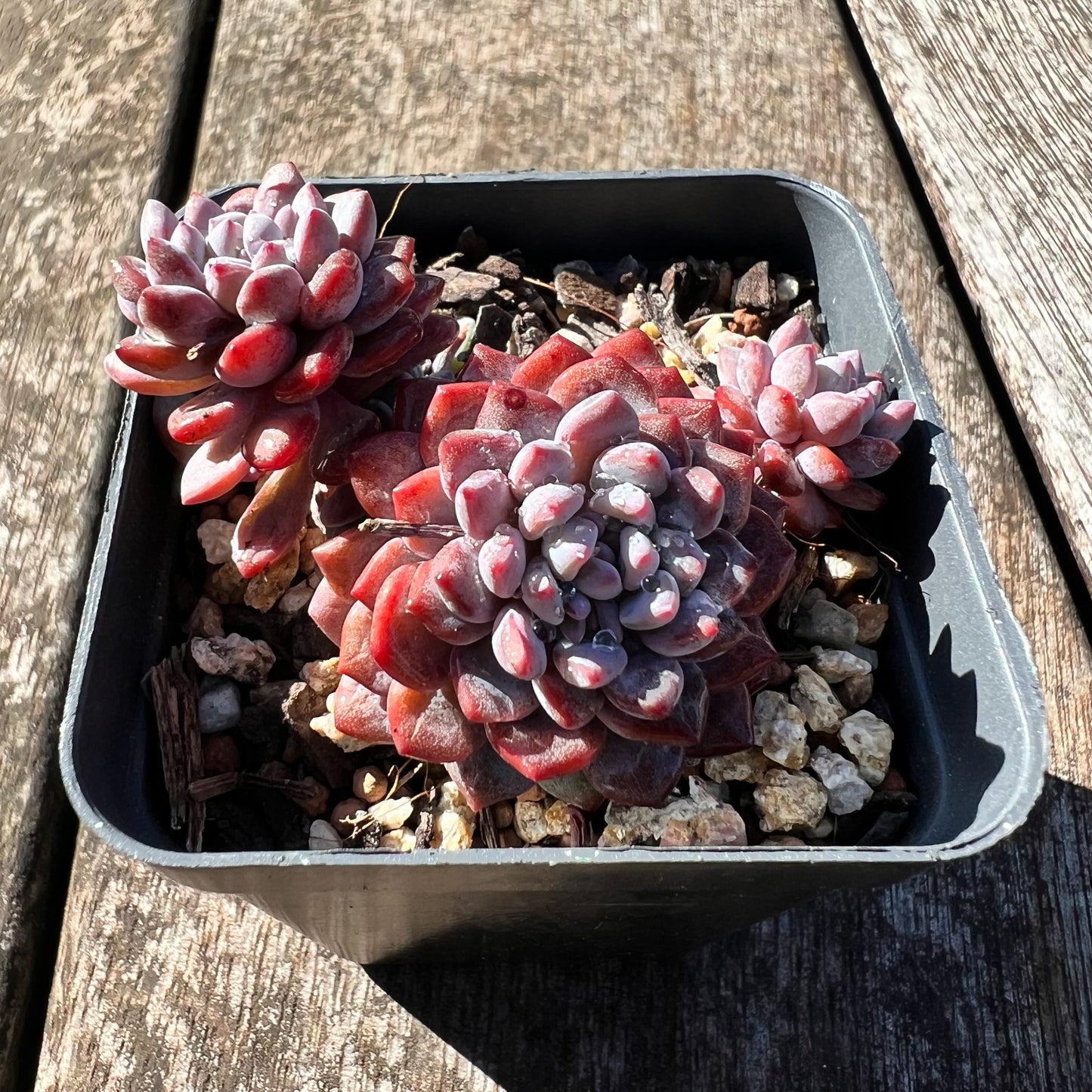 3007 Sedeveria Snow Beans (Multi)