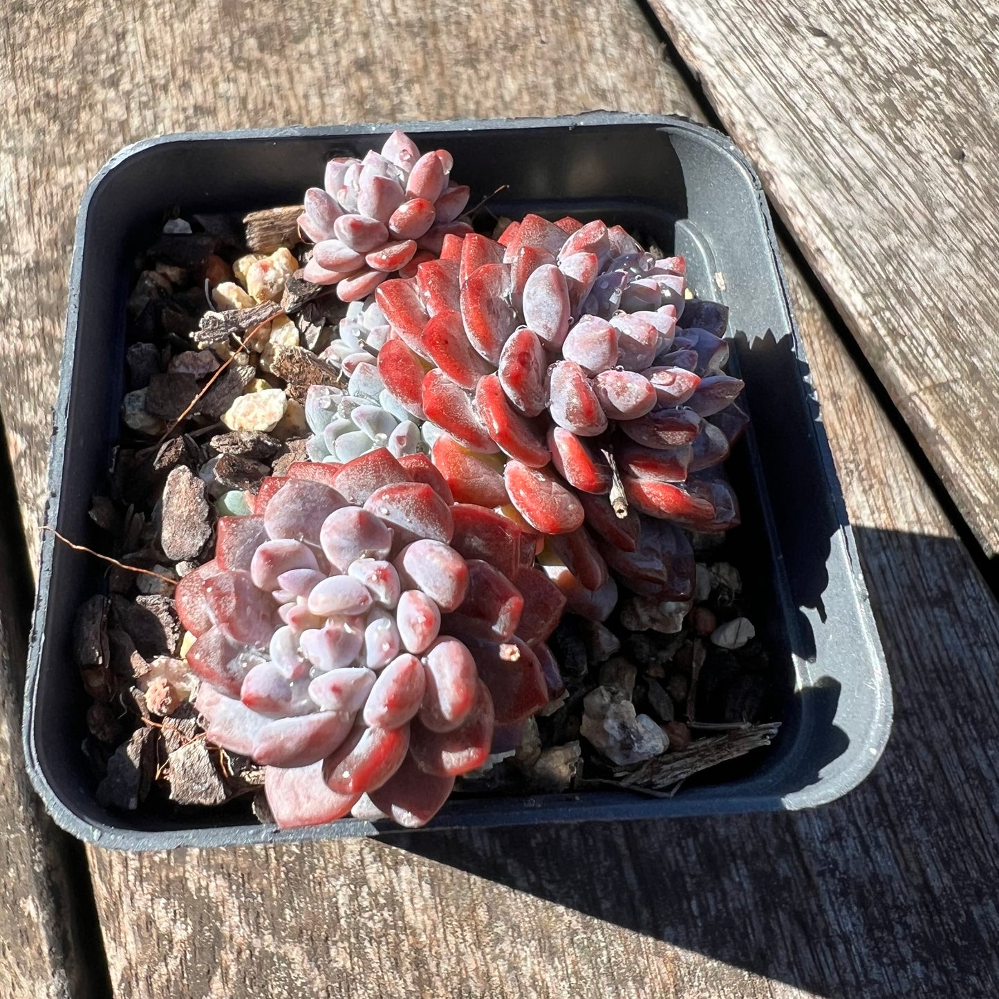 3007 Sedeveria Snow Beans (Multi)