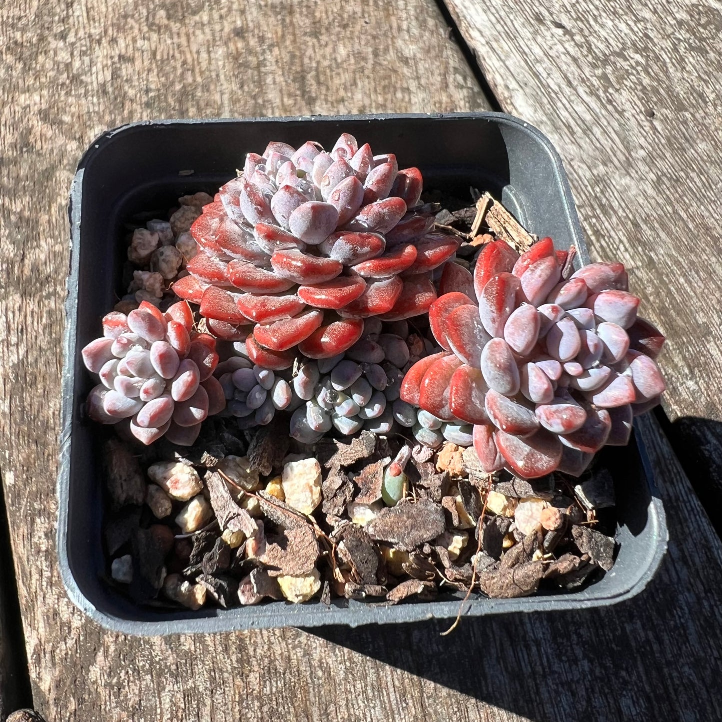 3007 Sedeveria Snow Beans (Multi)