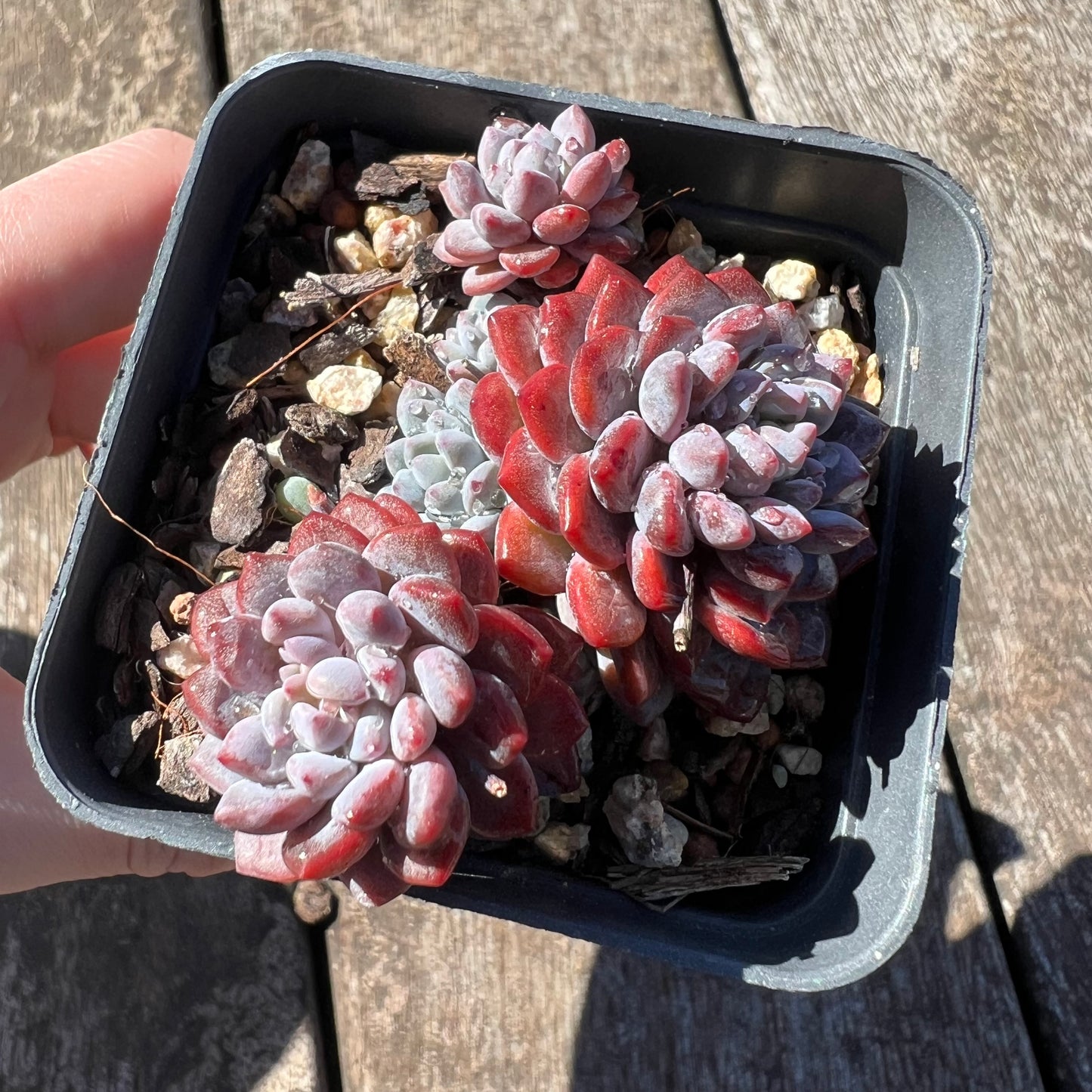 3007 Sedeveria Snow Beans (Multi)