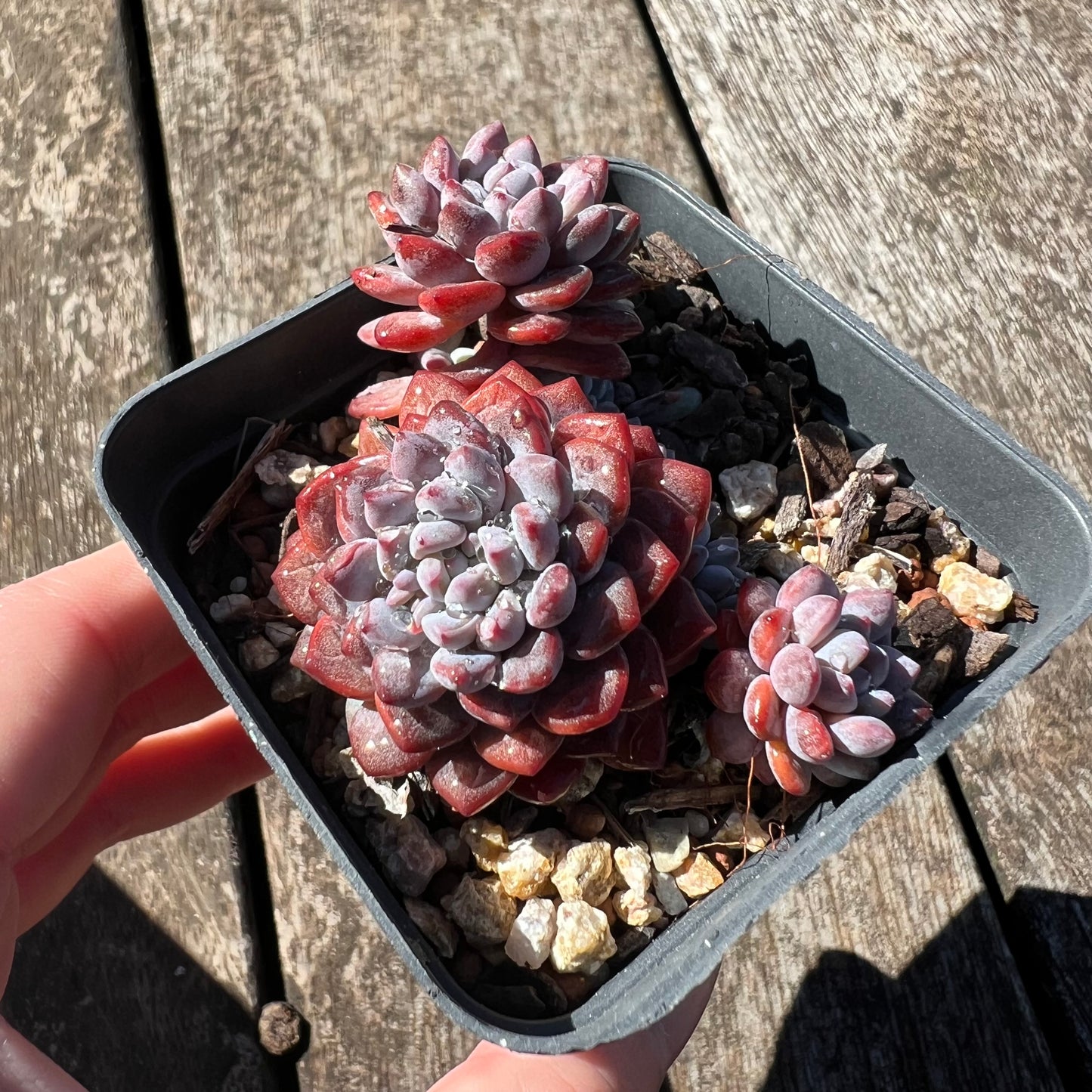 3007 Sedeveria Snow Beans (Multi)