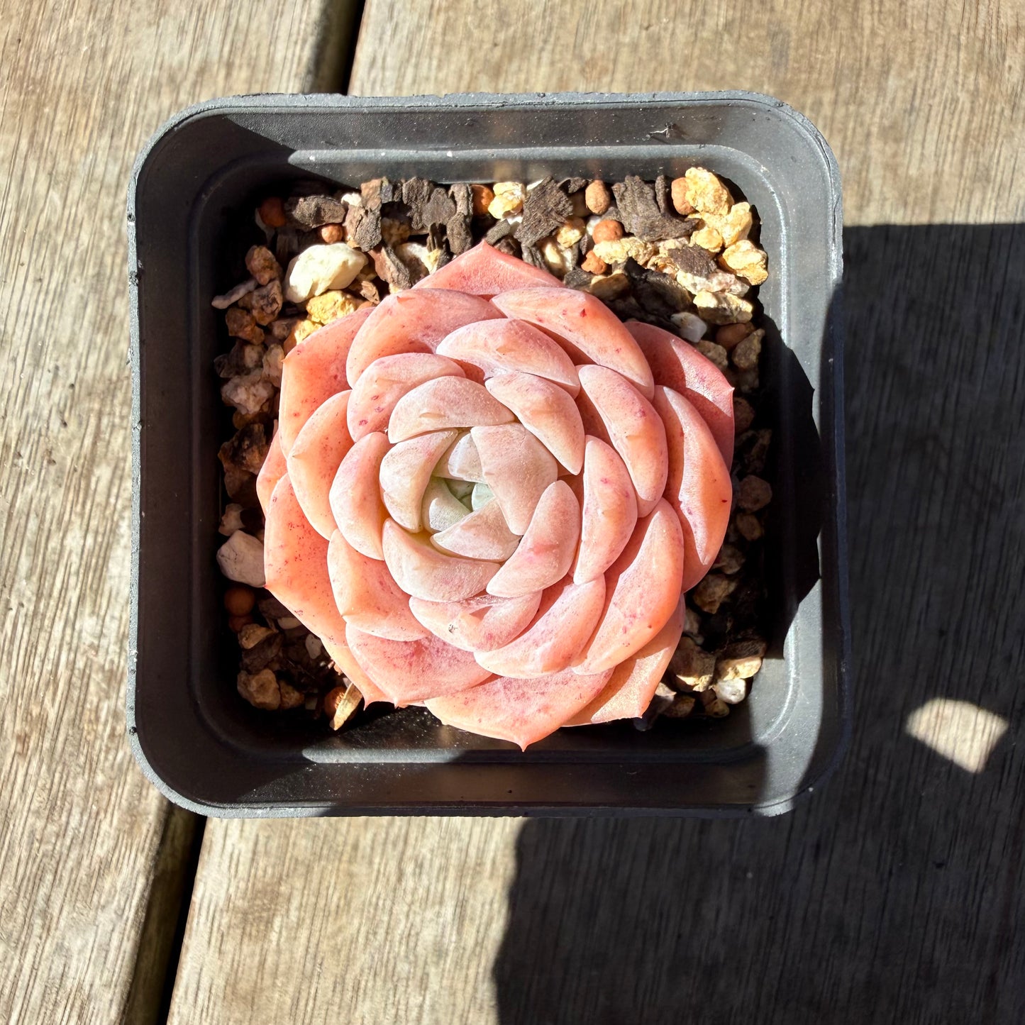 3009 Echeveria Pure Love