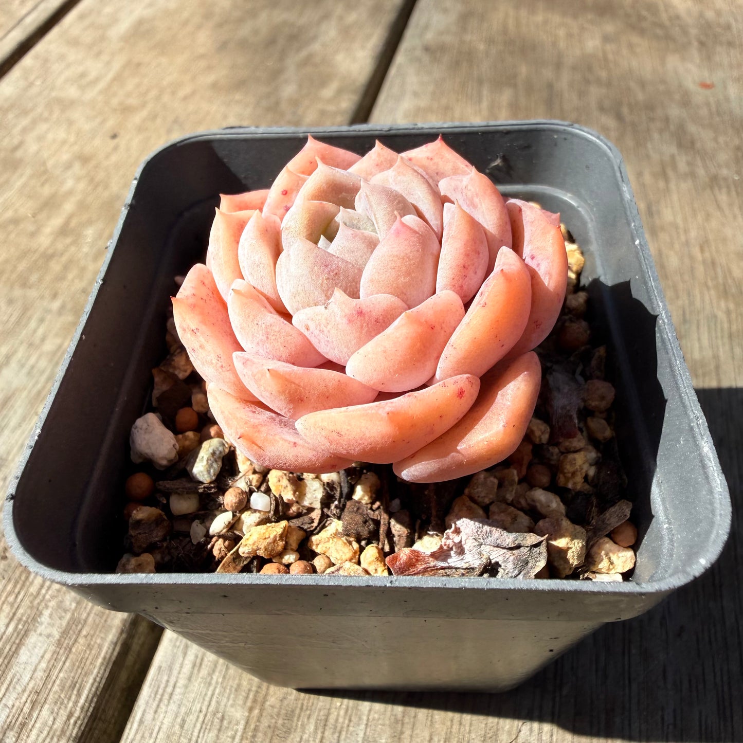 3009 Echeveria Pure Love