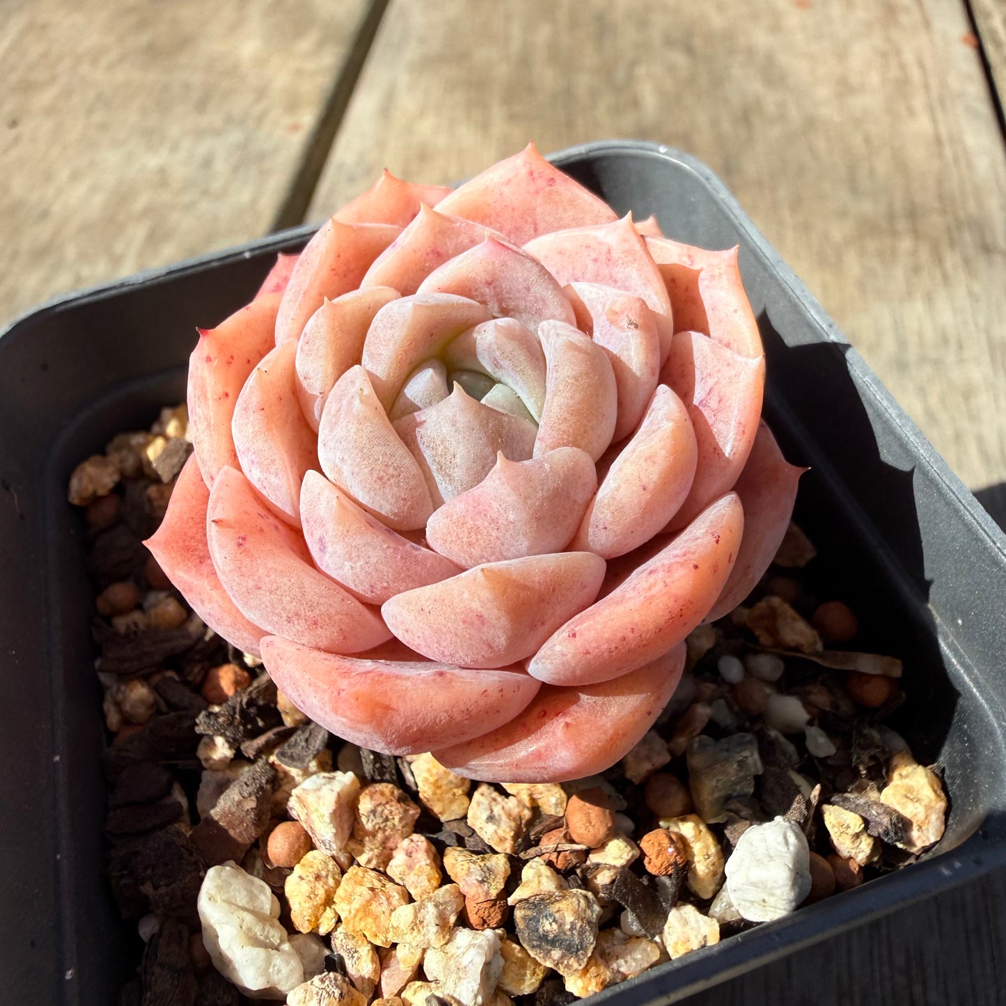 3009 Echeveria Pure Love