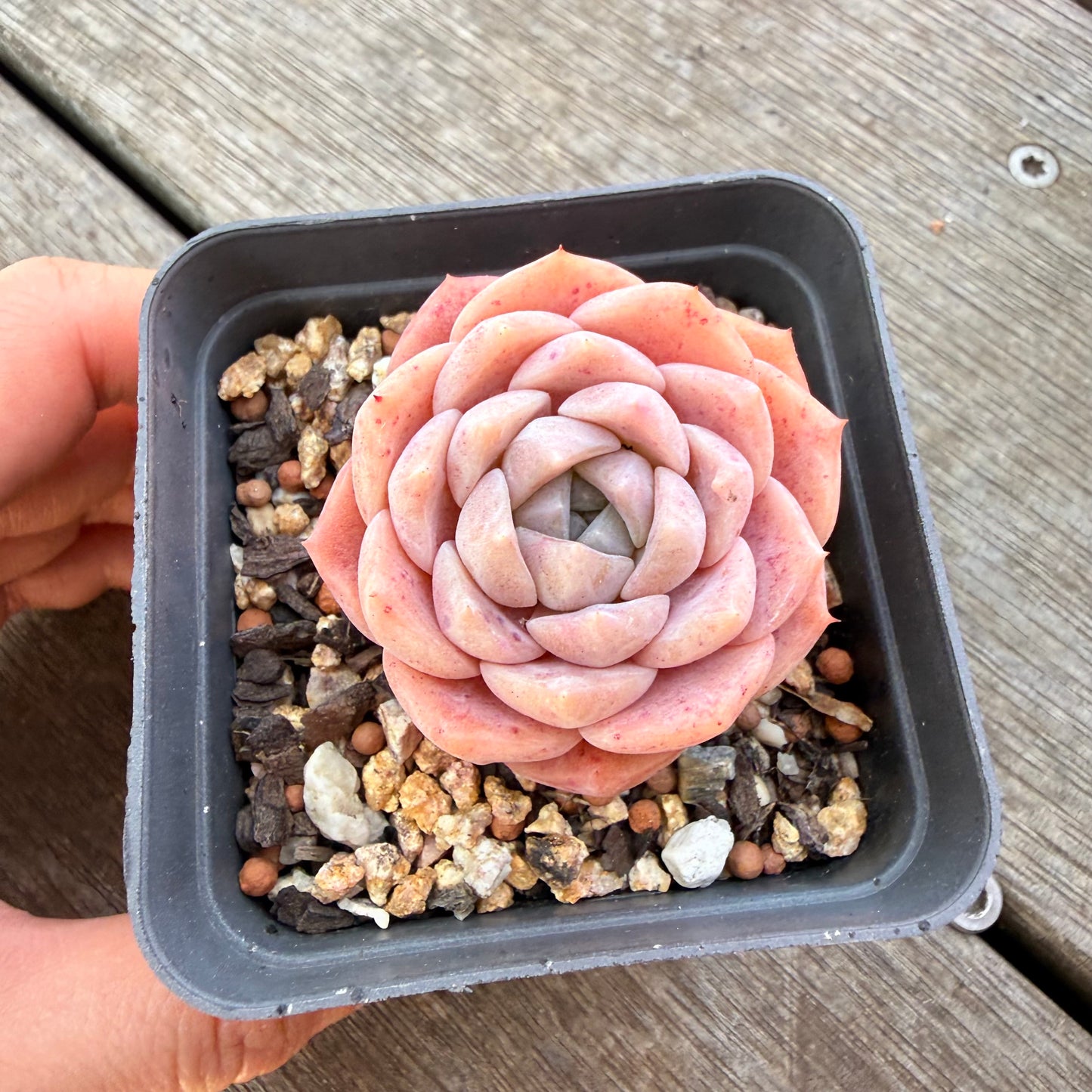 3009 Echeveria Pure Love