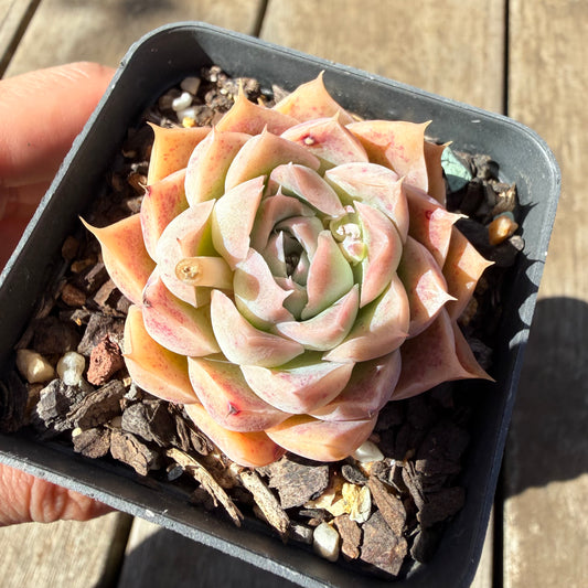 3009 Echeveria Strawberry Roll