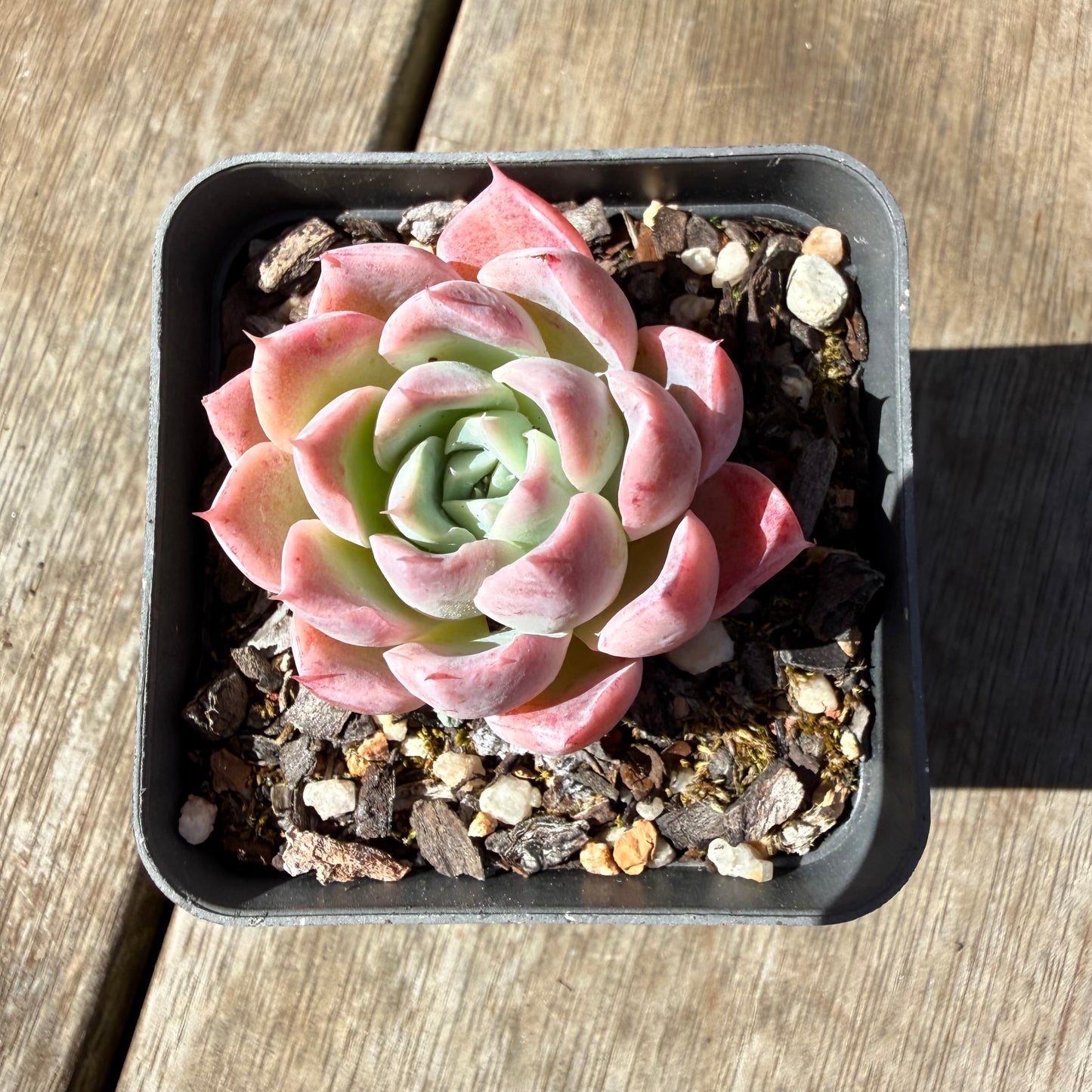 3009 Echeveria 'Strawberry Smoothie'
