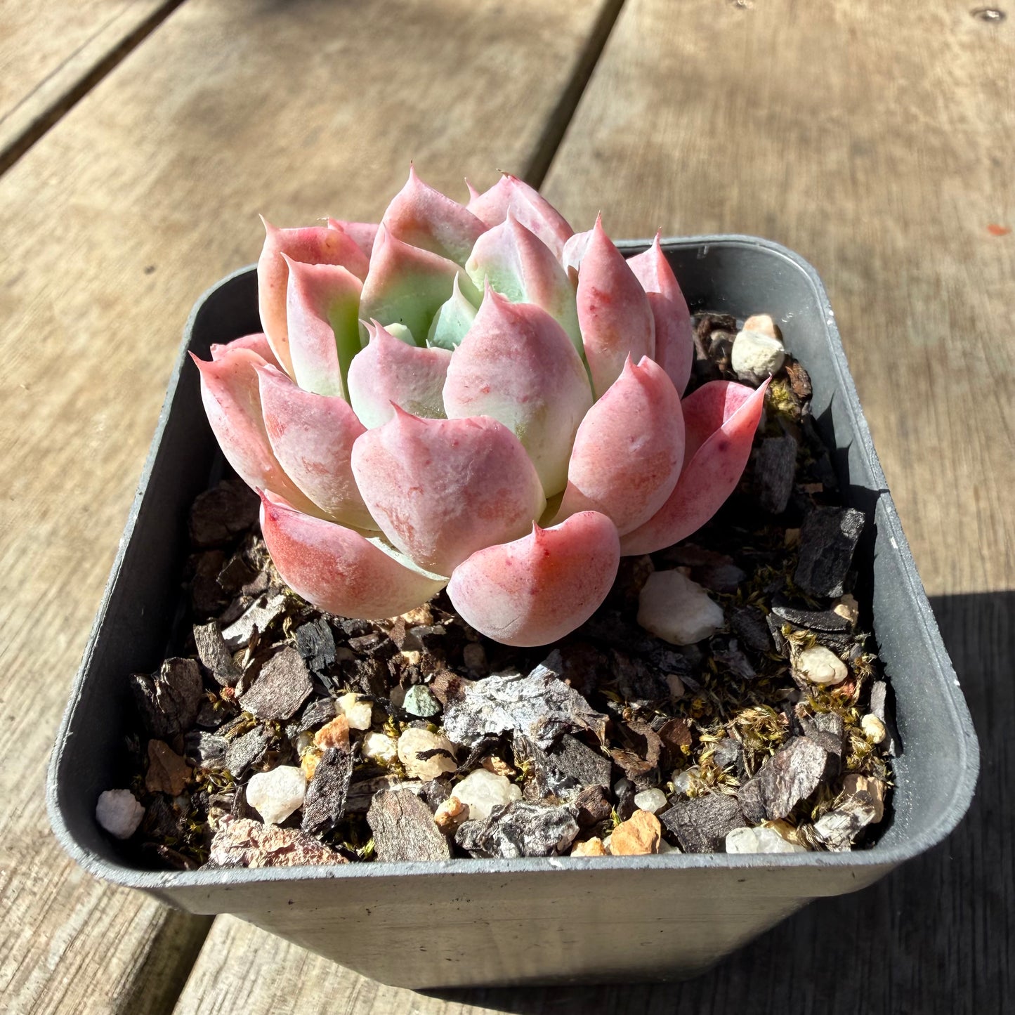3009 Echeveria 'Strawberry Smoothie'