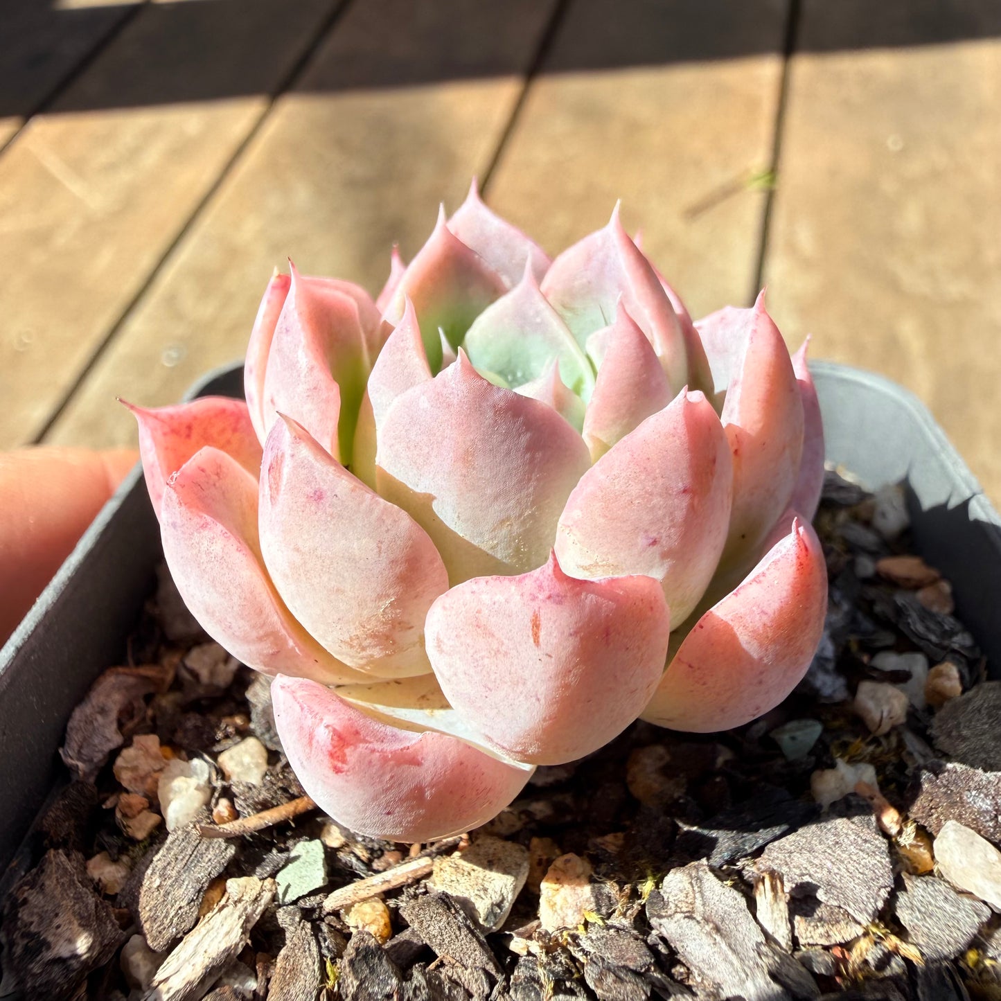 3009 Echeveria 'Strawberry Smoothie'