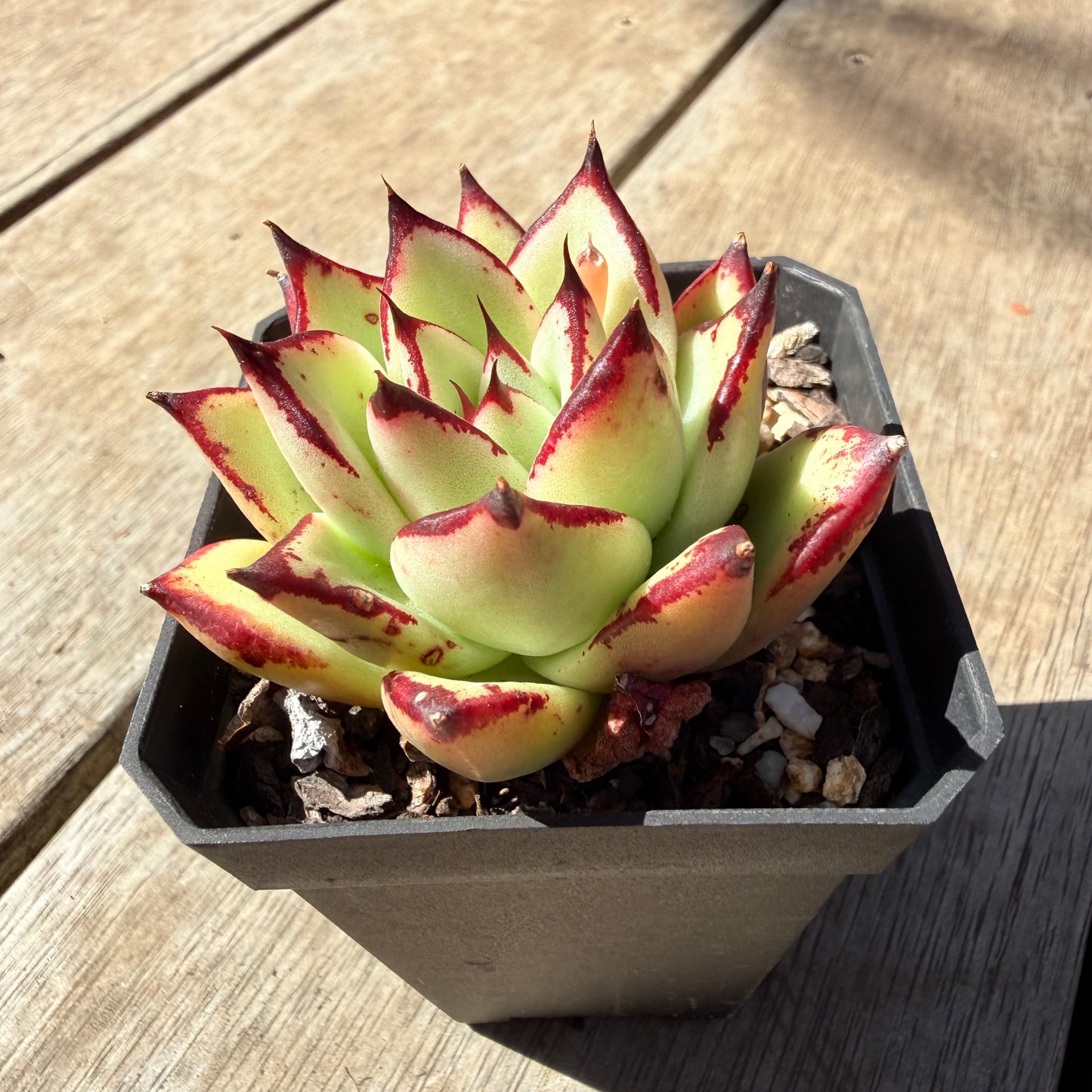 3009 Echeveria Agavoides Ebony