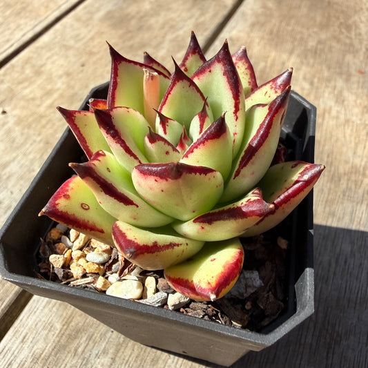 3009 Echeveria Agavoides Ebony