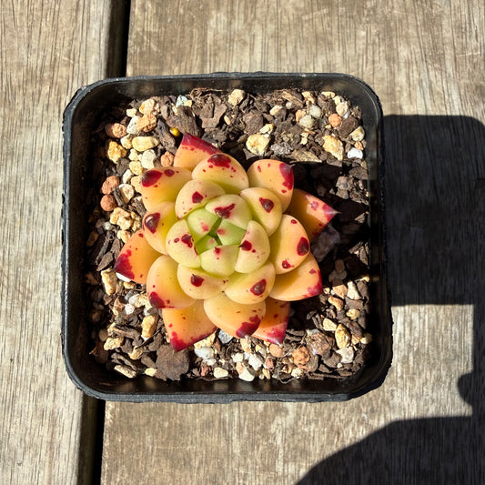 3009 Echeveria Agavoides Ebony 'Phoenix'
