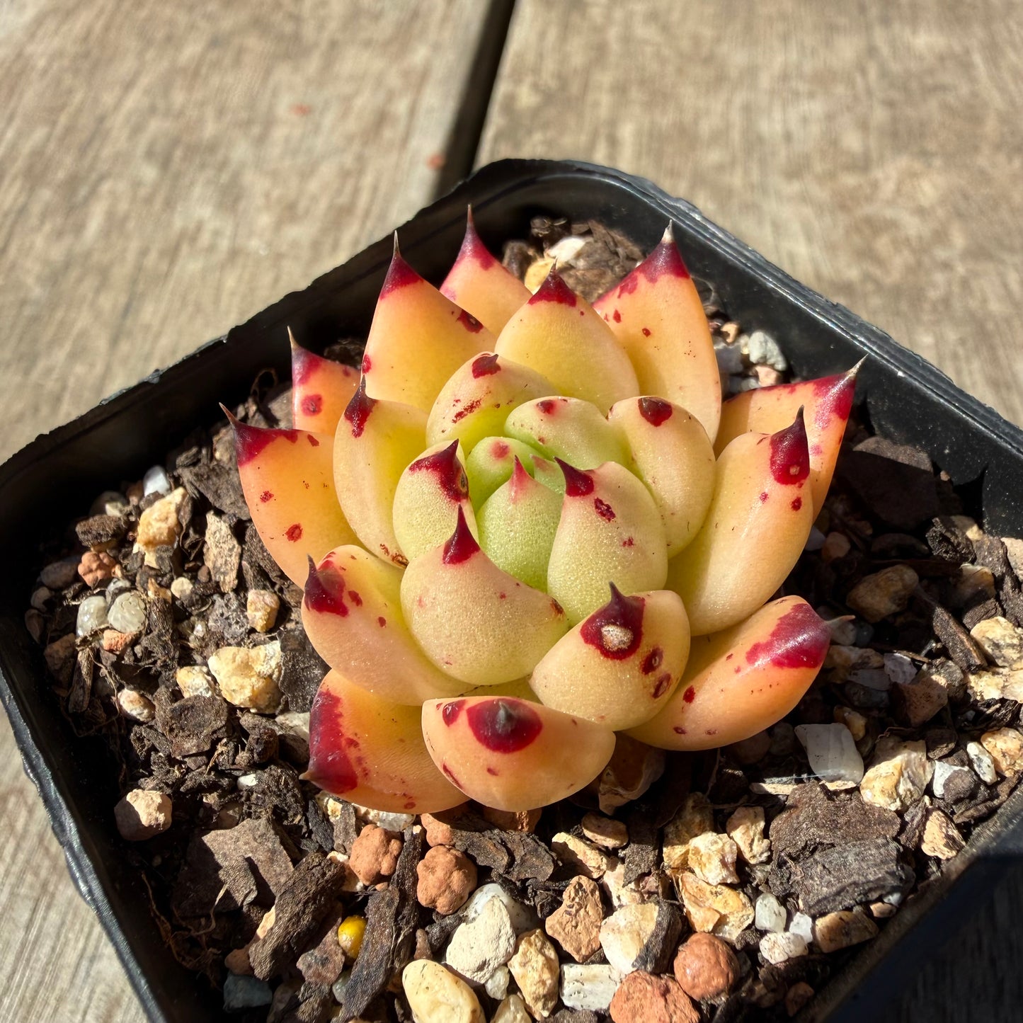 3009 Echeveria Agavoides Ebony 'Phoenix'