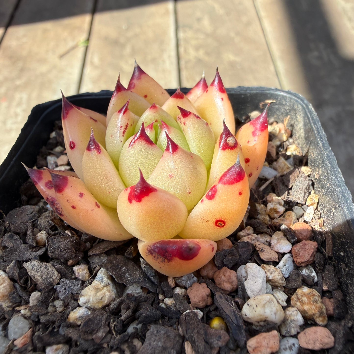 3009 Echeveria Agavoides Ebony 'Phoenix'
