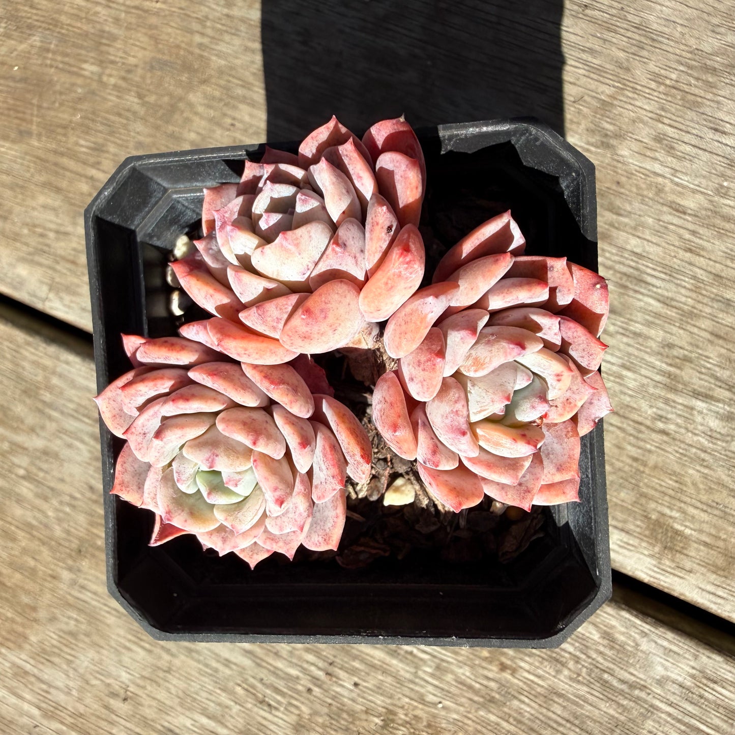 3009 阿曼达/拉皮