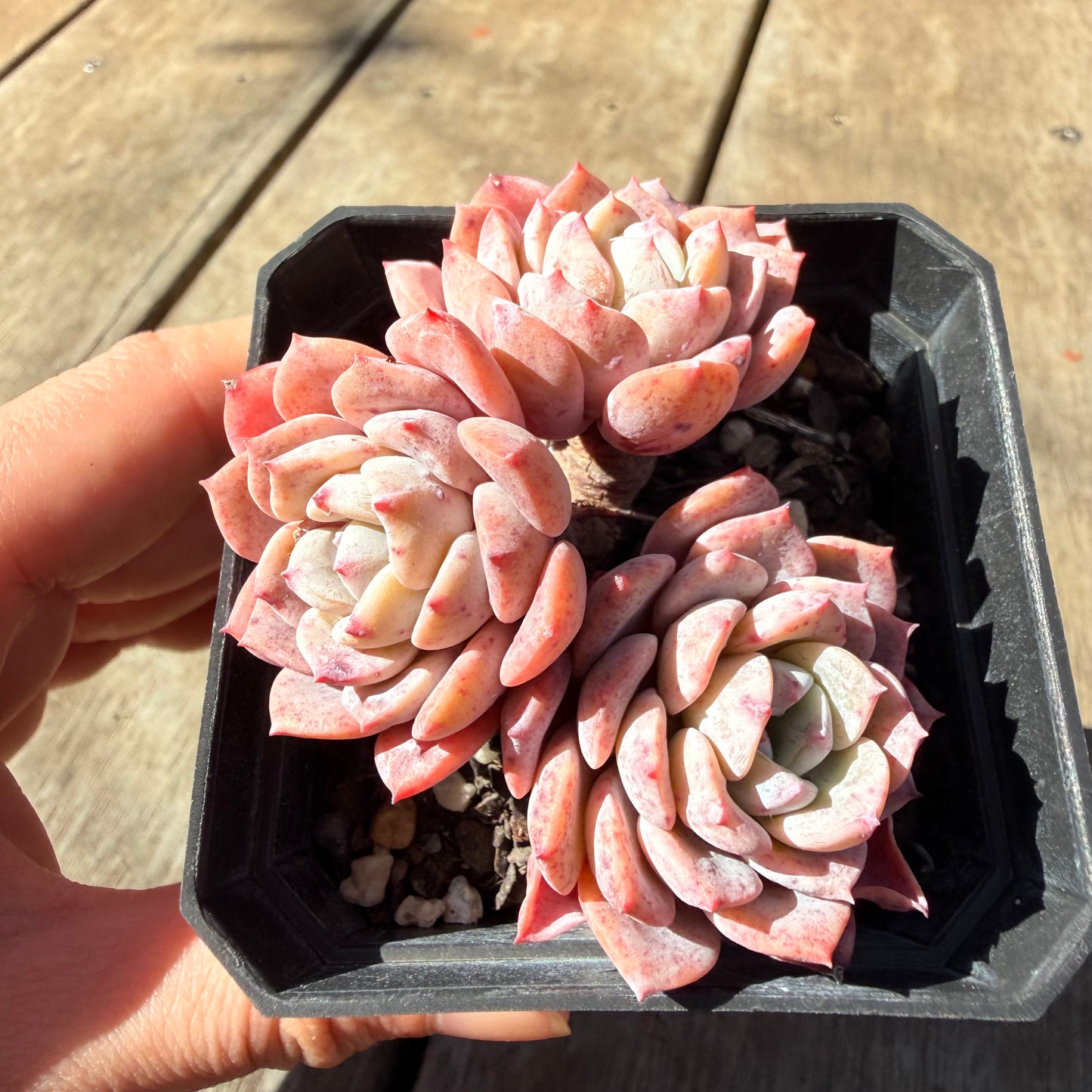 3009 阿曼达/拉皮