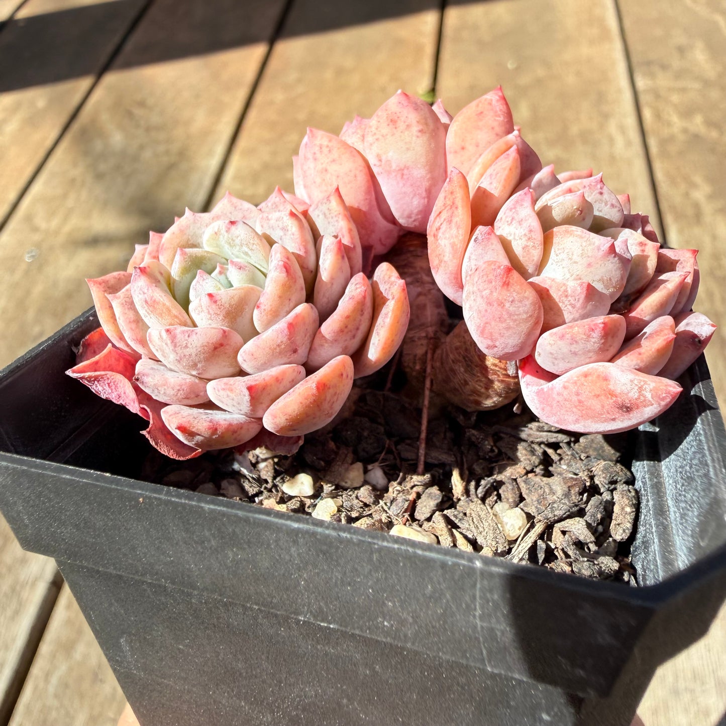 3009 阿曼达/拉皮