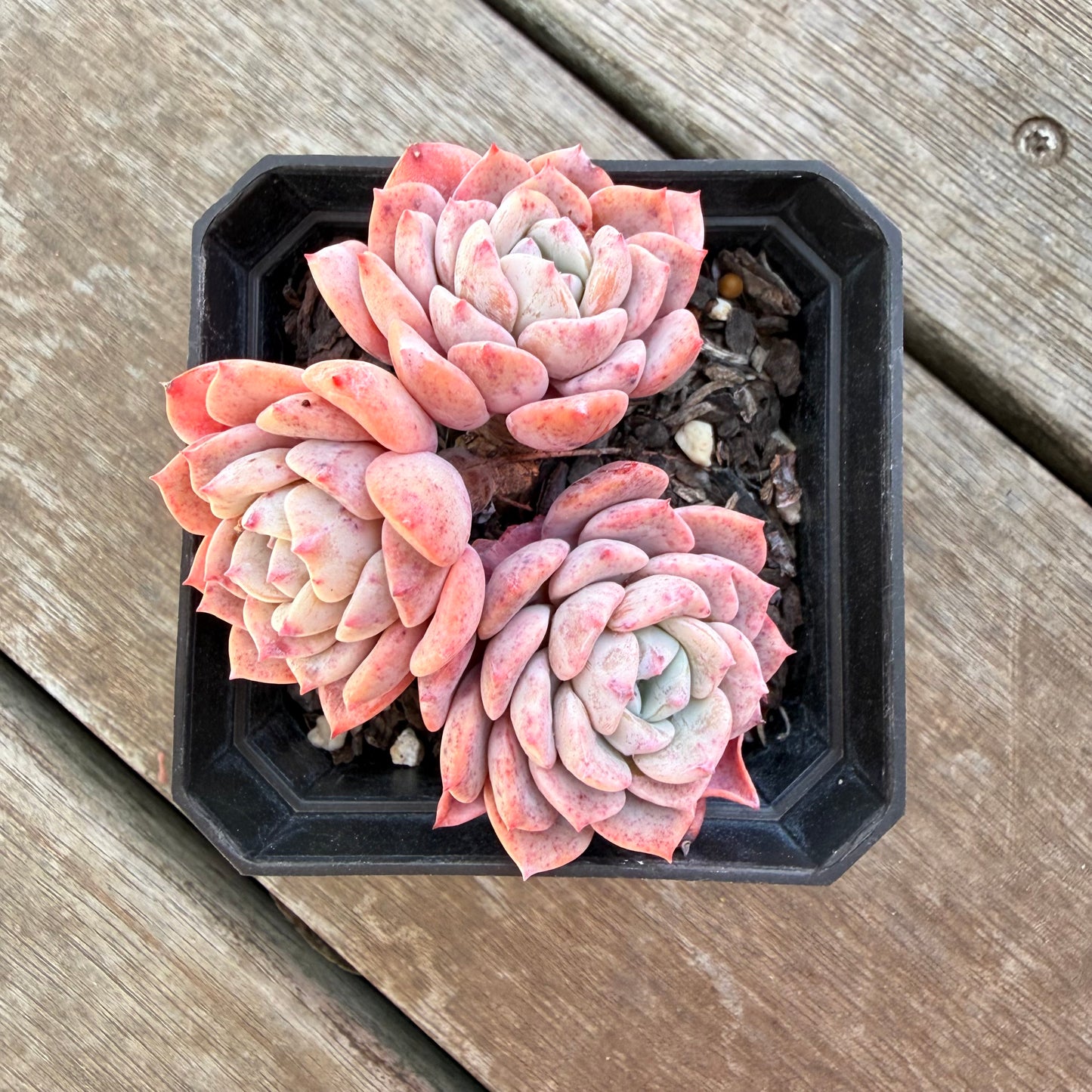 3009 阿曼达/拉皮