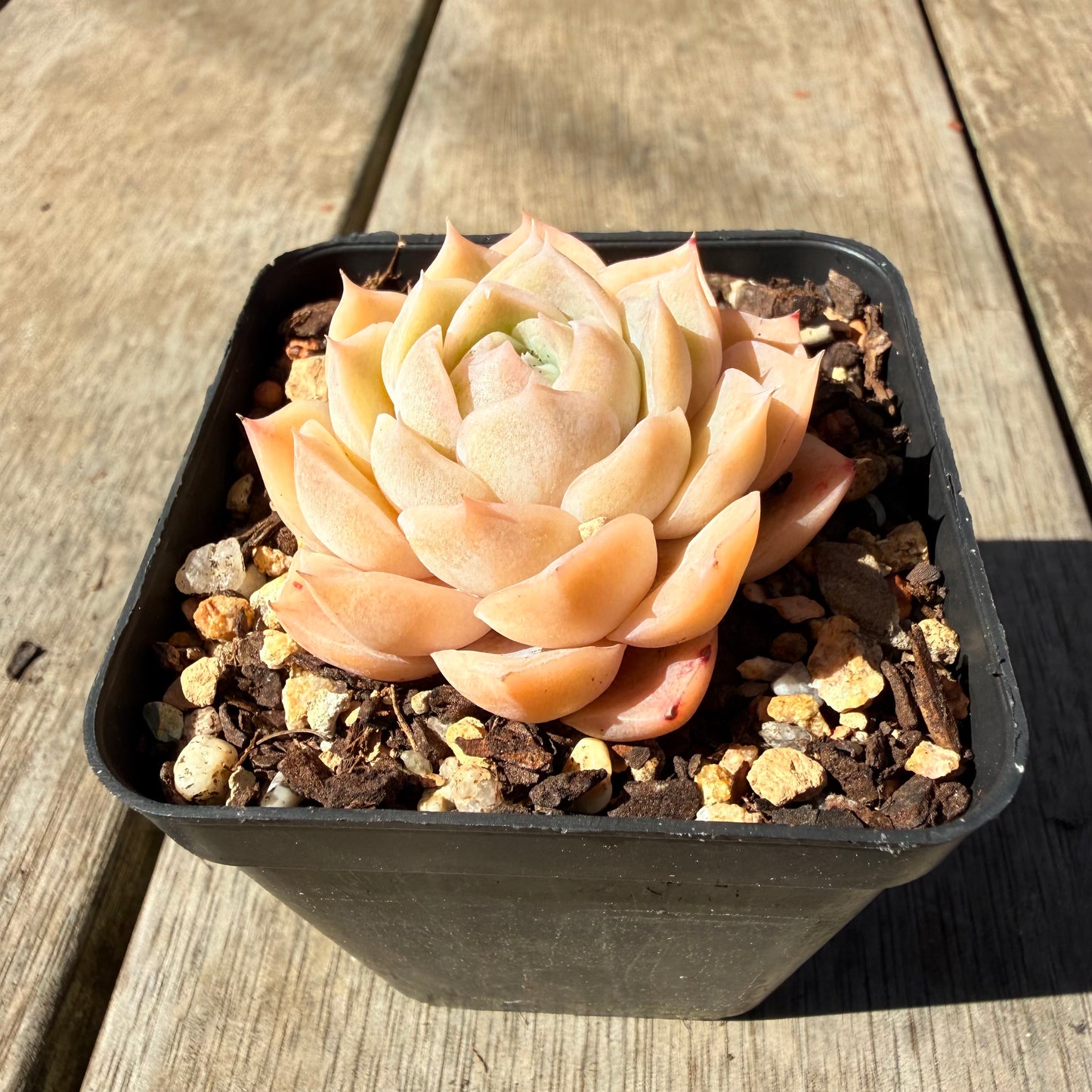 3009 月影 奶油玫瑰