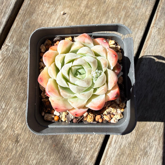 3009 Echeveria Elegans 'Maggie'