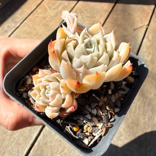 3009 Echeveria Elegans 'Salted Caramel'