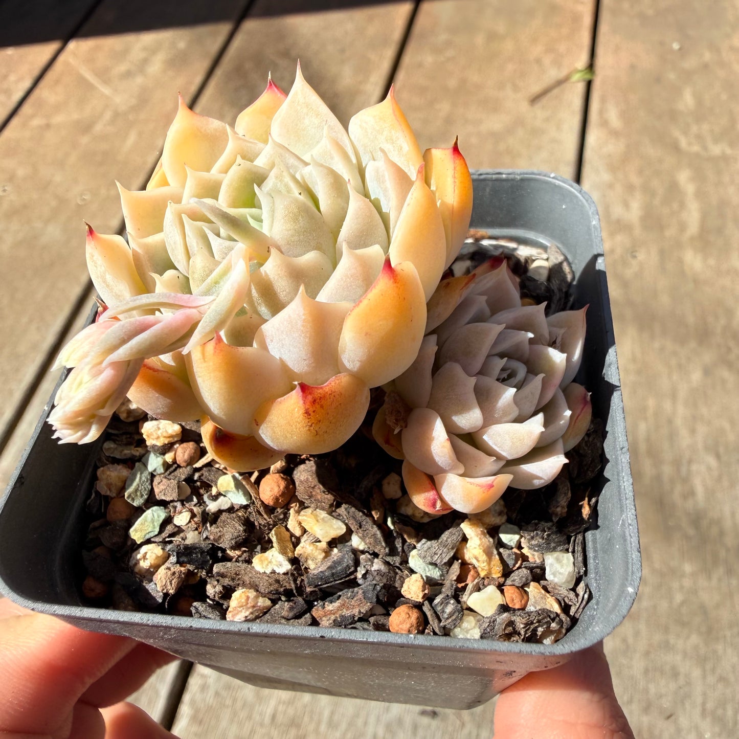 3009 Echeveria Elegans 'Salted Caramel'