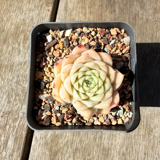 3009 Echeveria Malgan 'Amore Bianco'