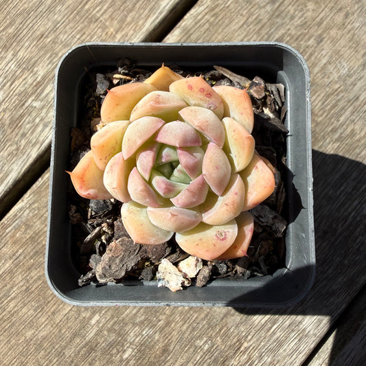 3009 Echeveria Malgan 'Braveheart'
