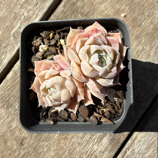 3009 Echeveria Pandora