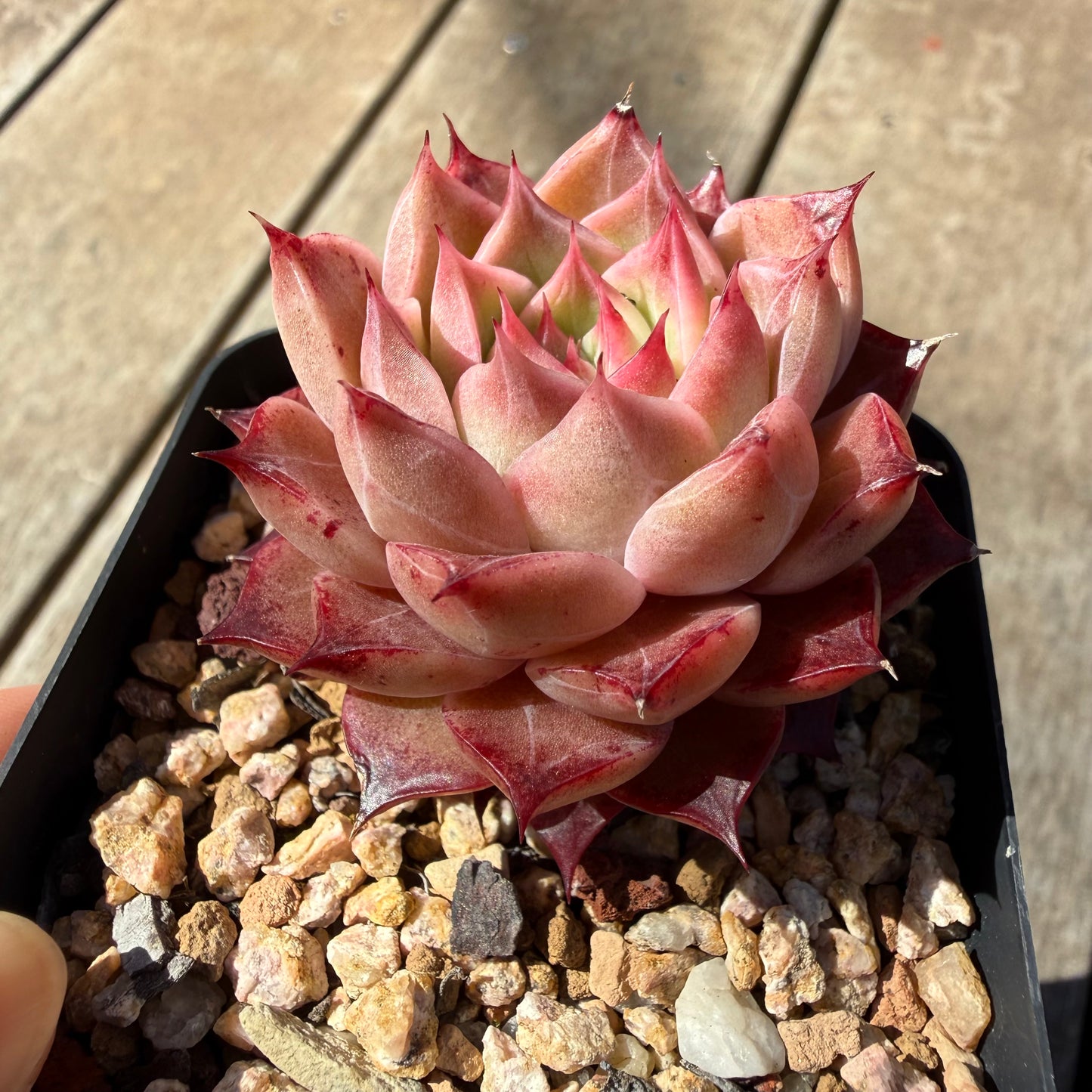 3009 Echeveria 'Queen Red'