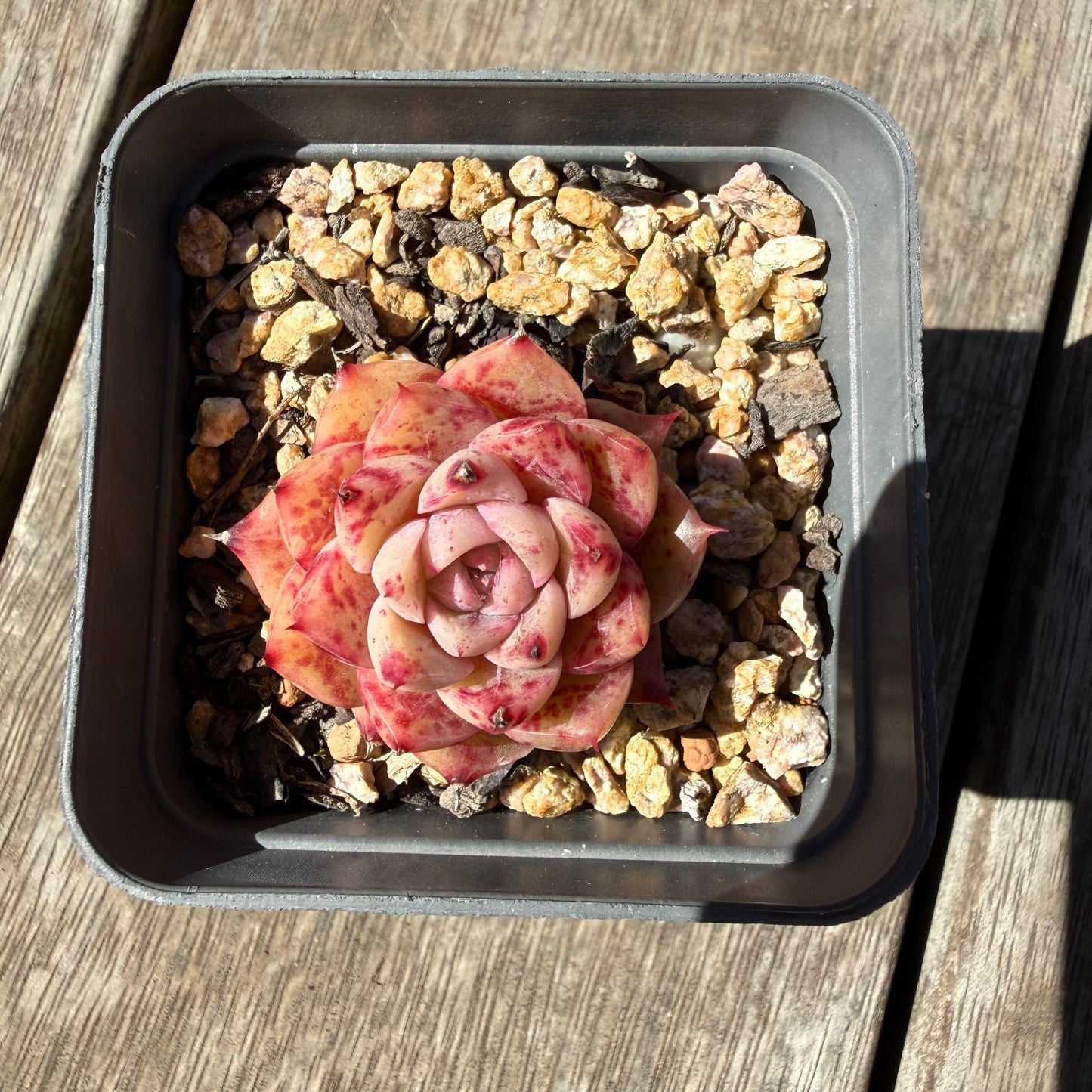 3009 Echeveria Queen 'Speckles' (minor marks)