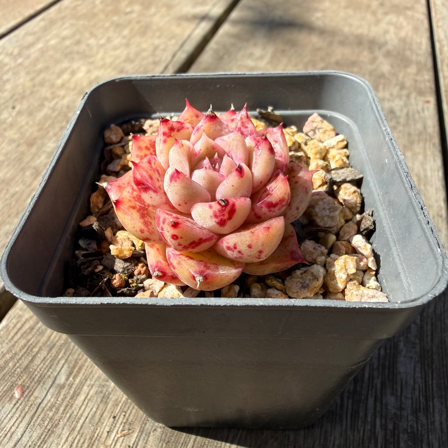 3009 Echeveria Queen 'Speckles' (minor marks)