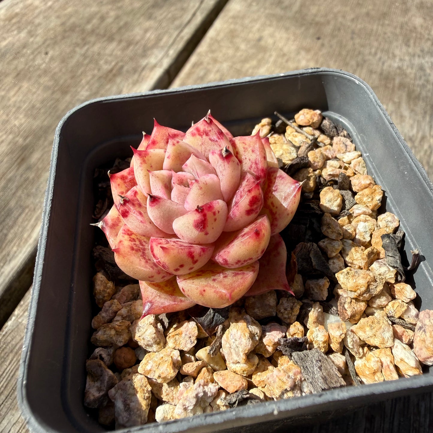 3009 Echeveria Queen 'Speckles' (minor marks)