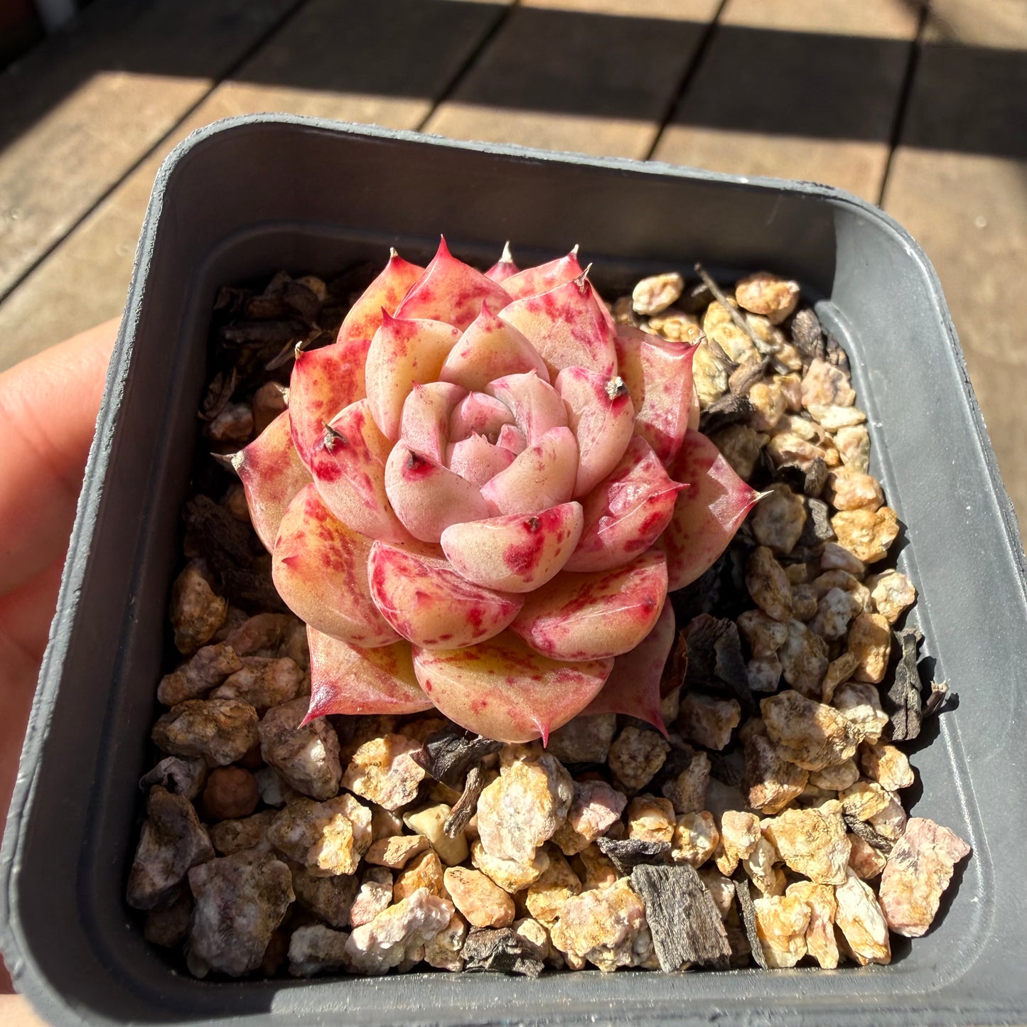 3009 Echeveria Queen 'Speckles' (minor marks)