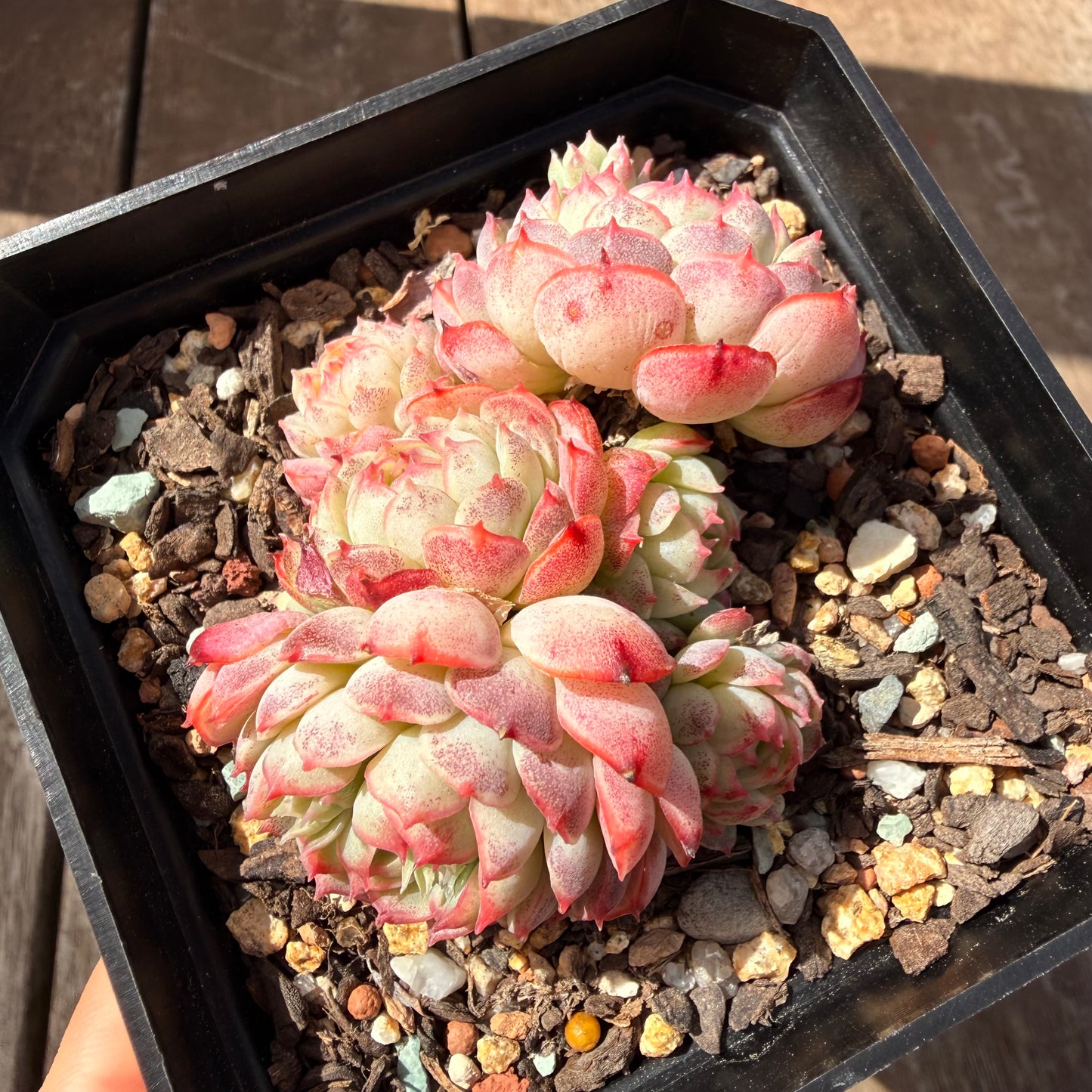 3009 Echeveria Vincent Catto Hybrid