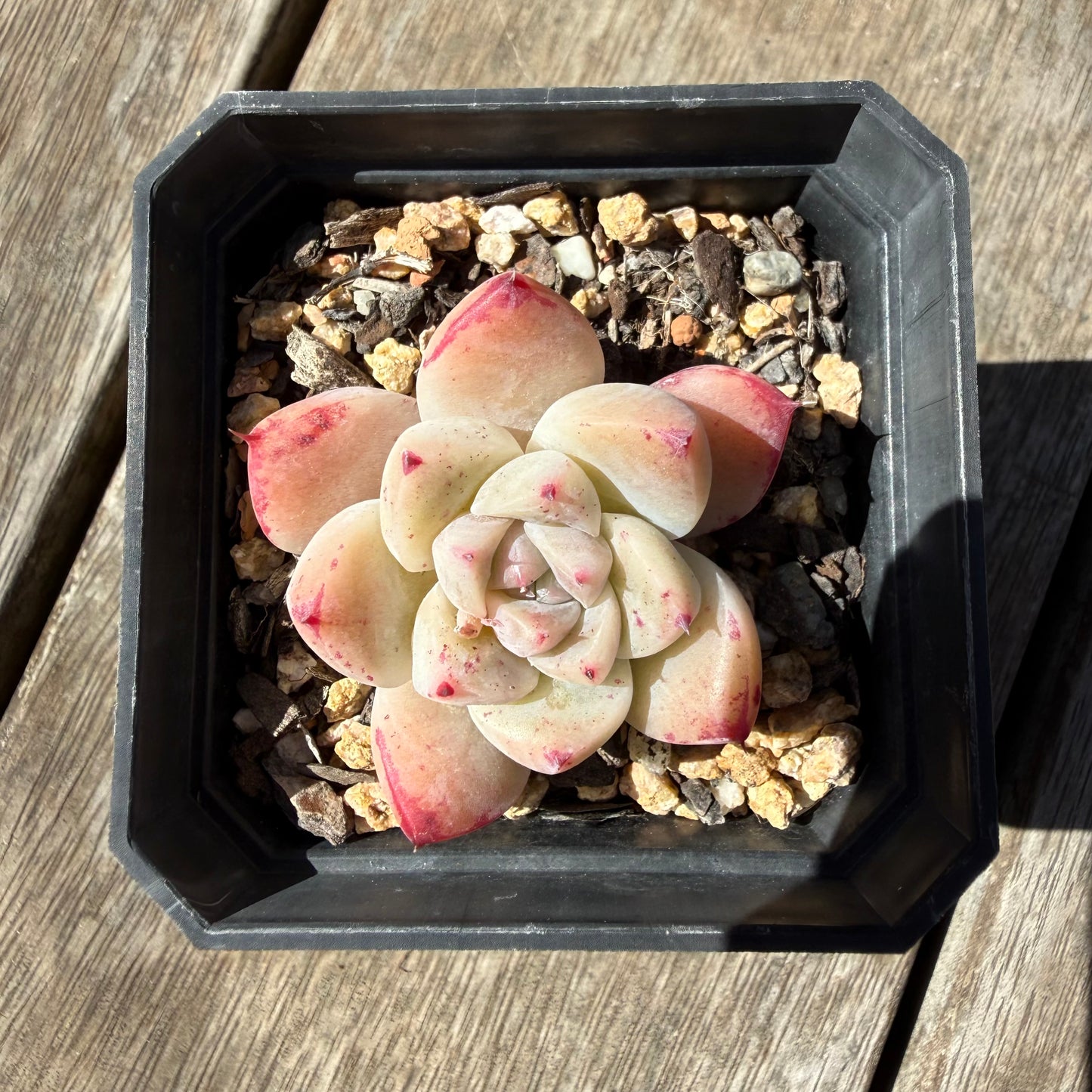 3009 Echeveria 'White King'