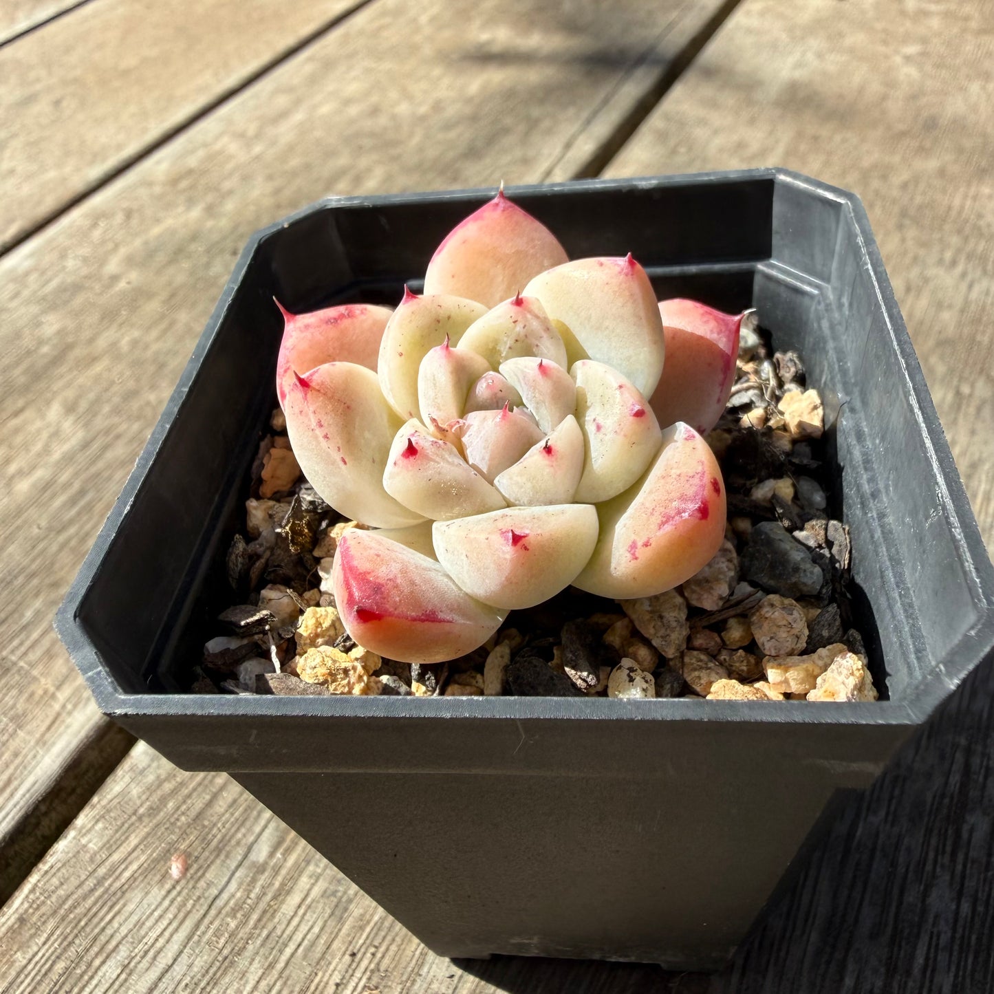 3009 Echeveria 'White King'