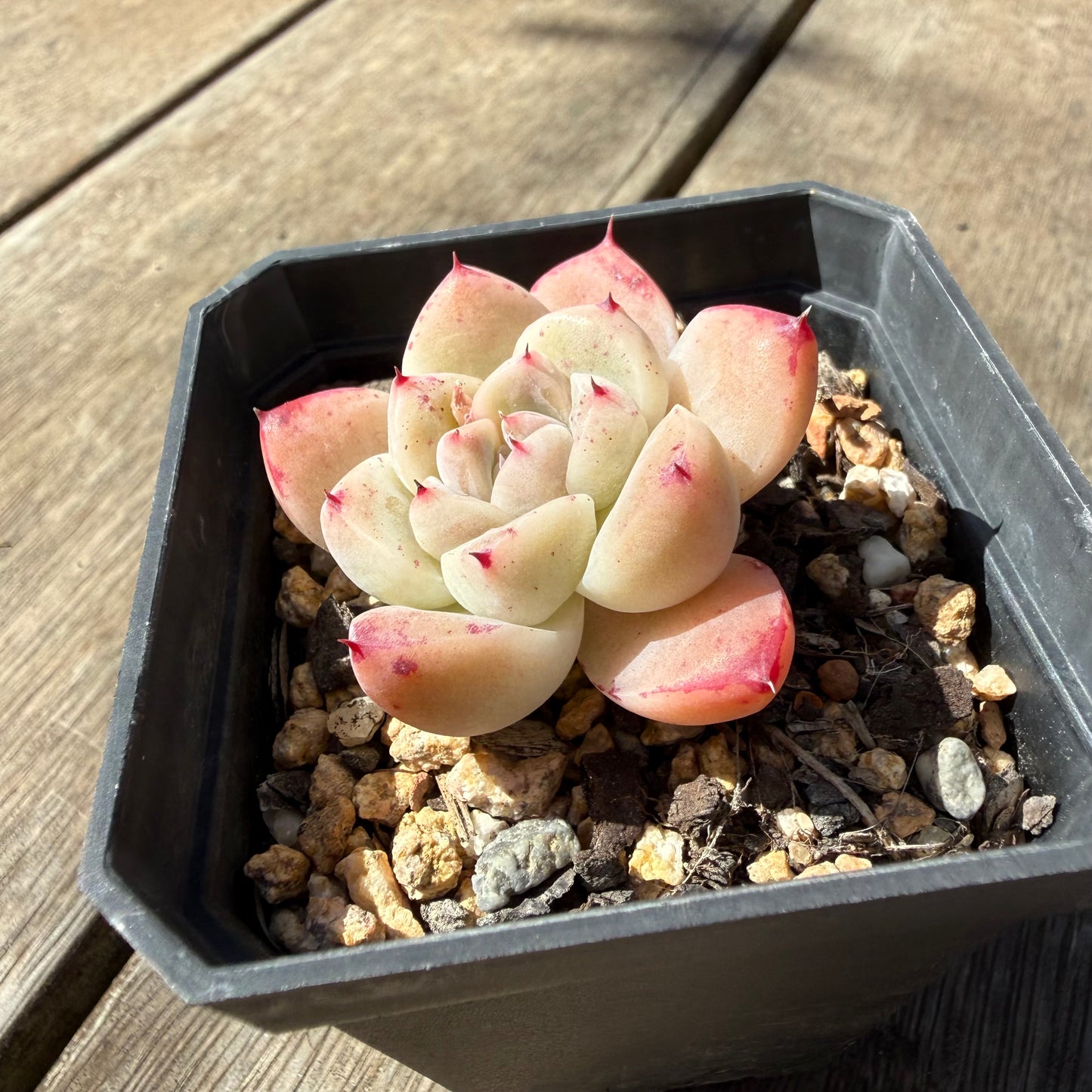 3009 Echeveria 'White King'