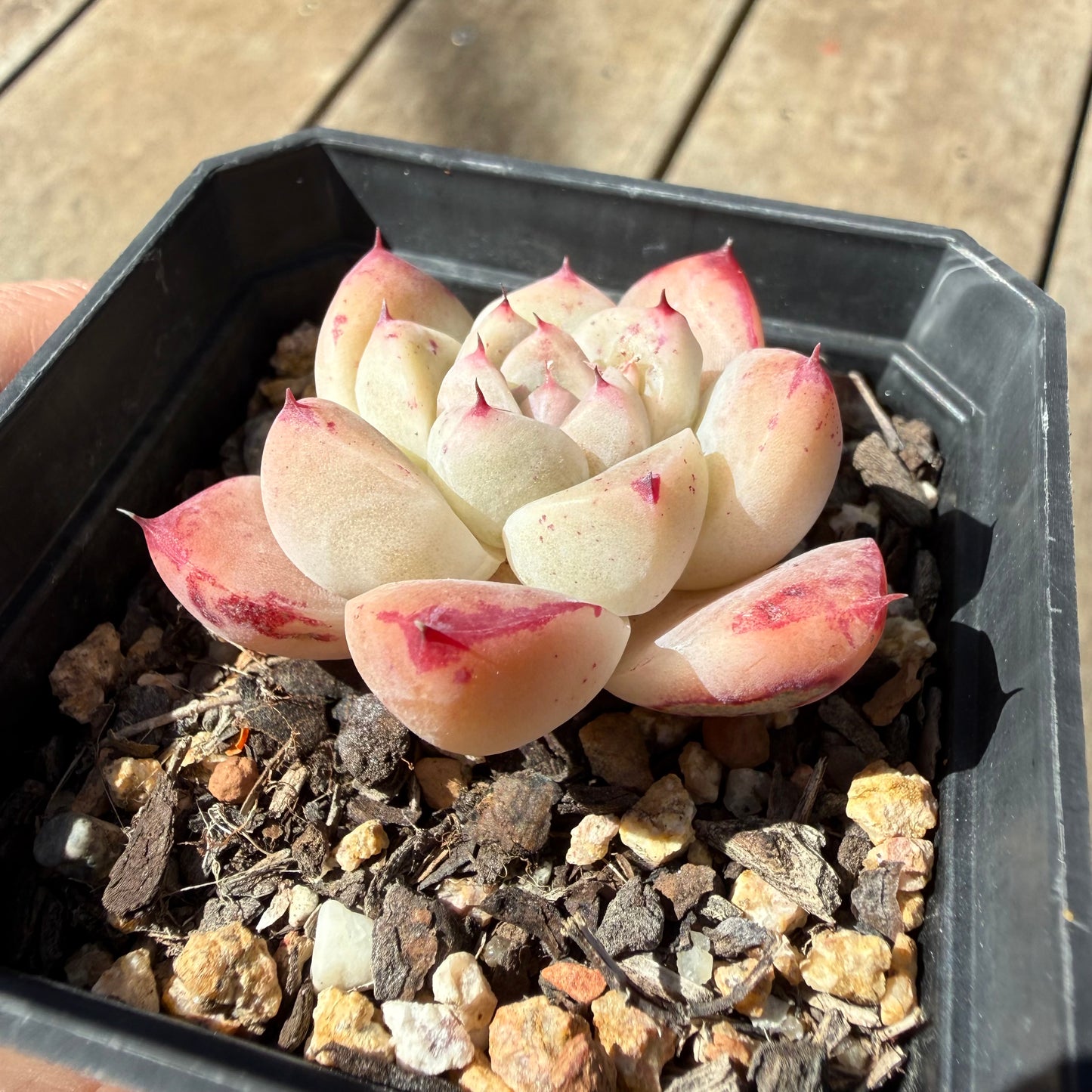 3009 Echeveria 'White King'