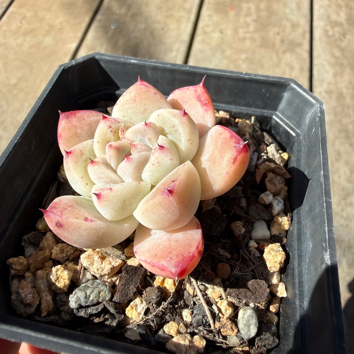 3009 Echeveria 'White King'