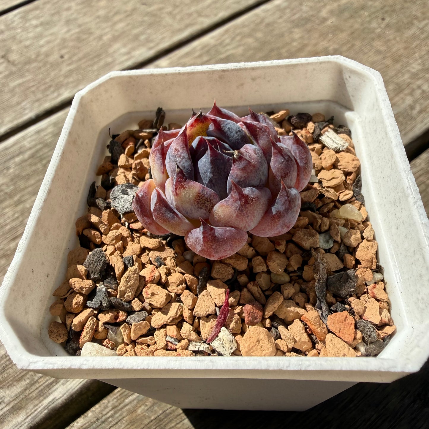 3009 Echeveria 'Blueberry'