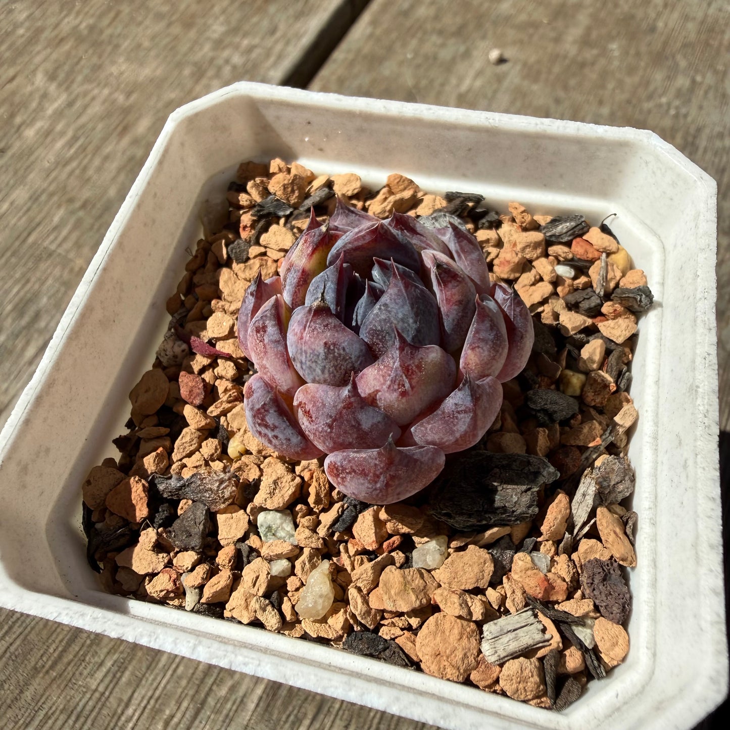 3009 Echeveria 'Blueberry'